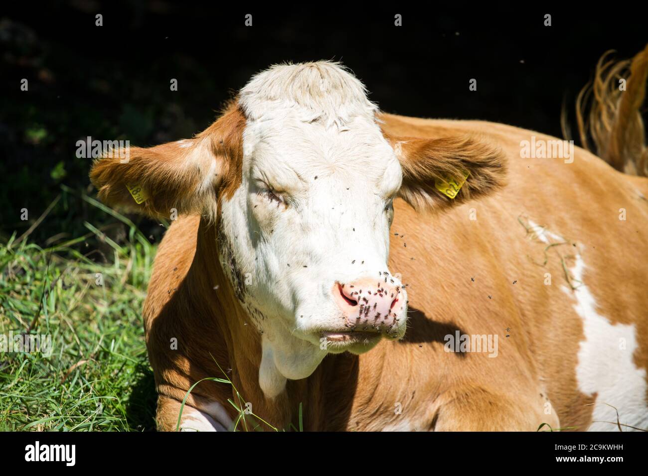 Free range cow lying on a meadow Stock Photo