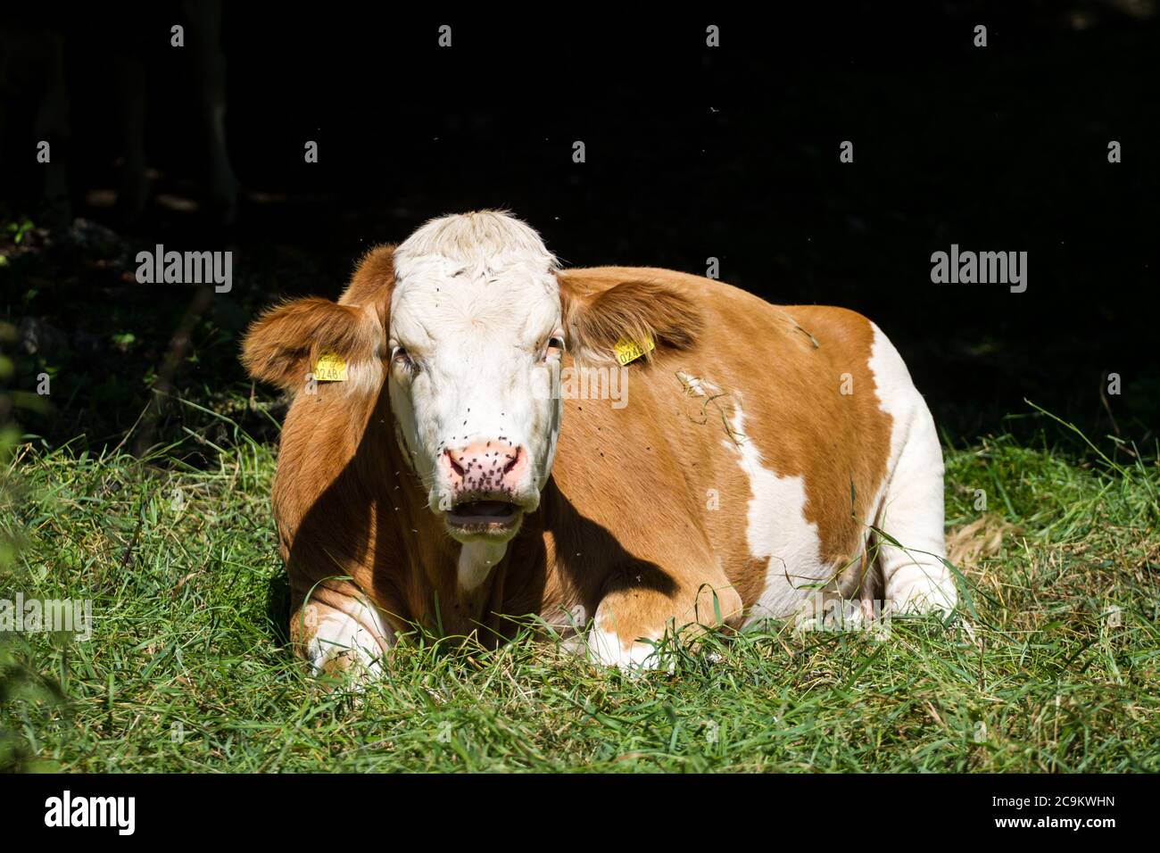 Free range cow lying on a meadow Stock Photo