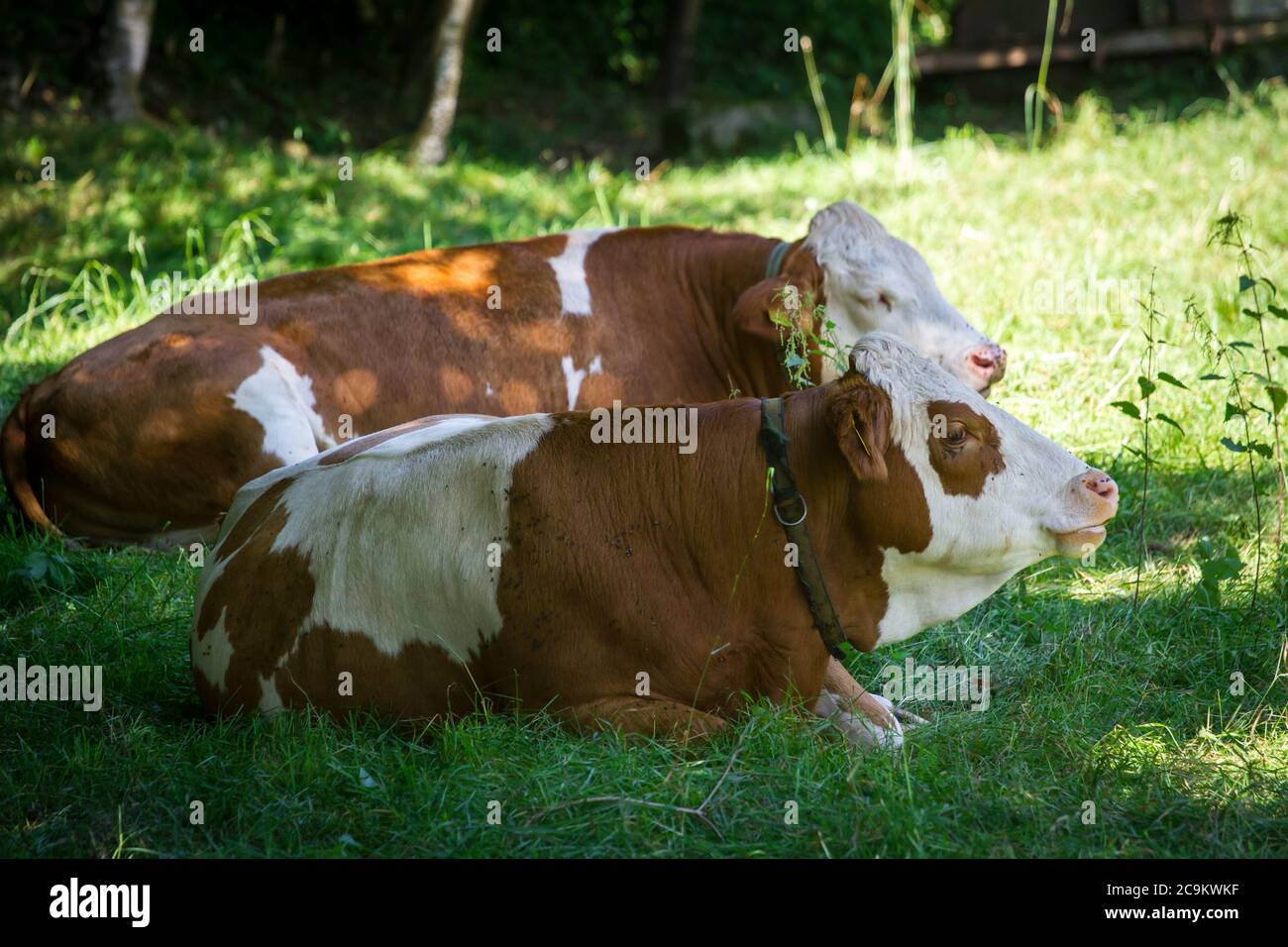 Free range cows lying on a meadow Stock Photo