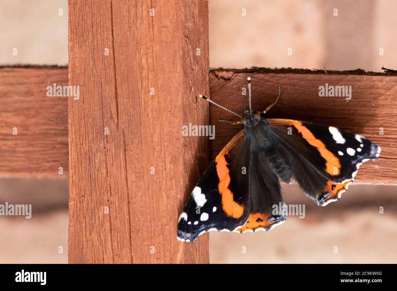 Page 3 White Butterfly Black Markings High Resolution Stock Photography And Images Alamy