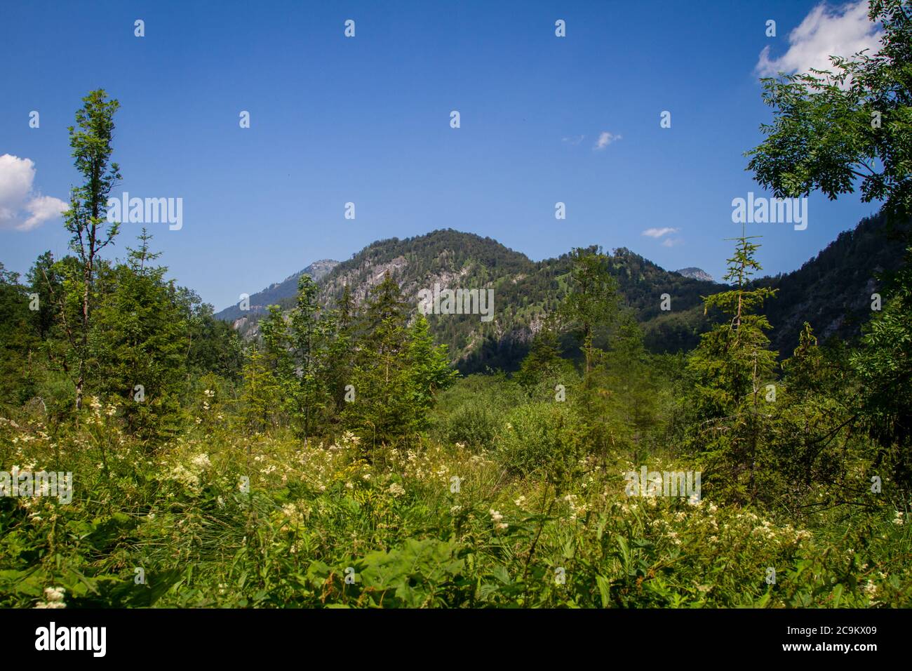Young forest hi res stock photography and images Alamy Young forest hi res stock photography and images Alamy