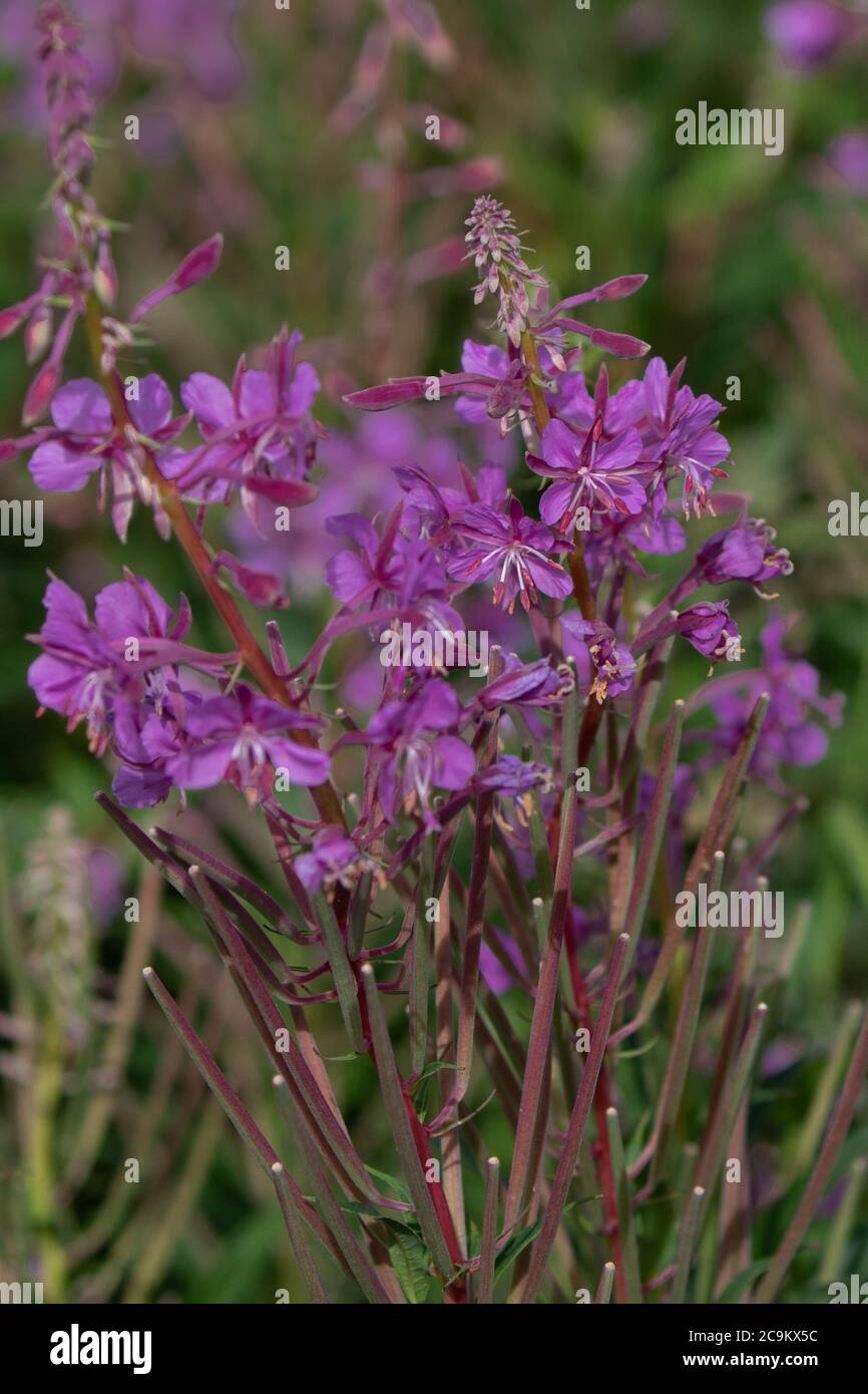 Roseberry Willow Herb Stock Photo
