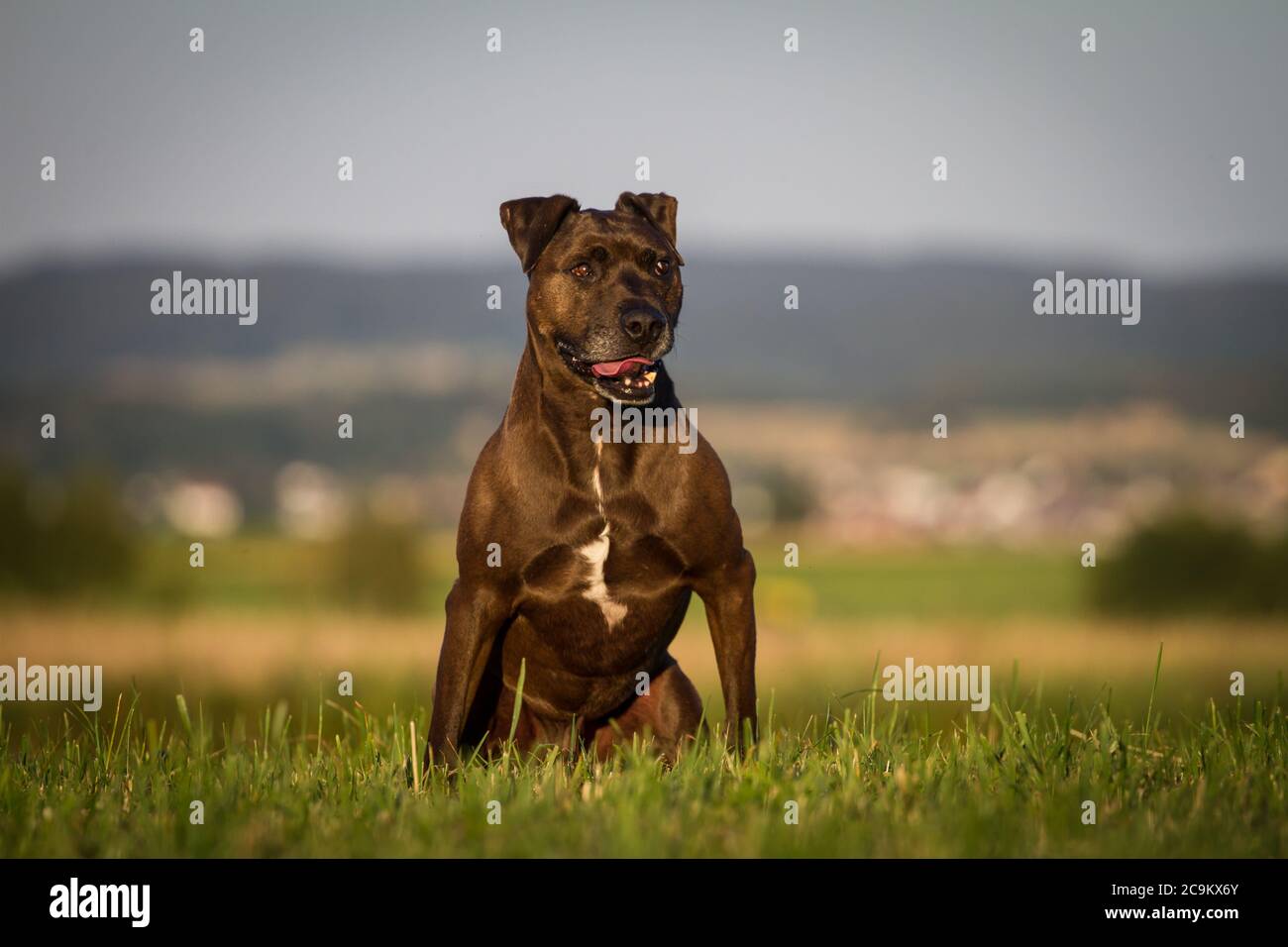 Portrait of a Pit Bull-mix dog in the evening sun Stock Photo