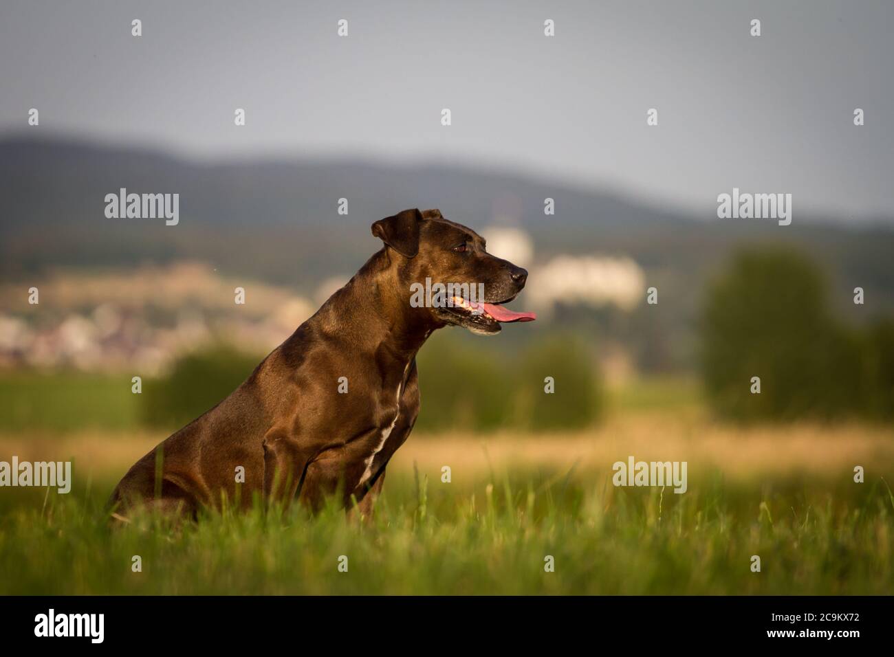 Portrait of a Pit Bull-mix dog in the evening sun Stock Photo