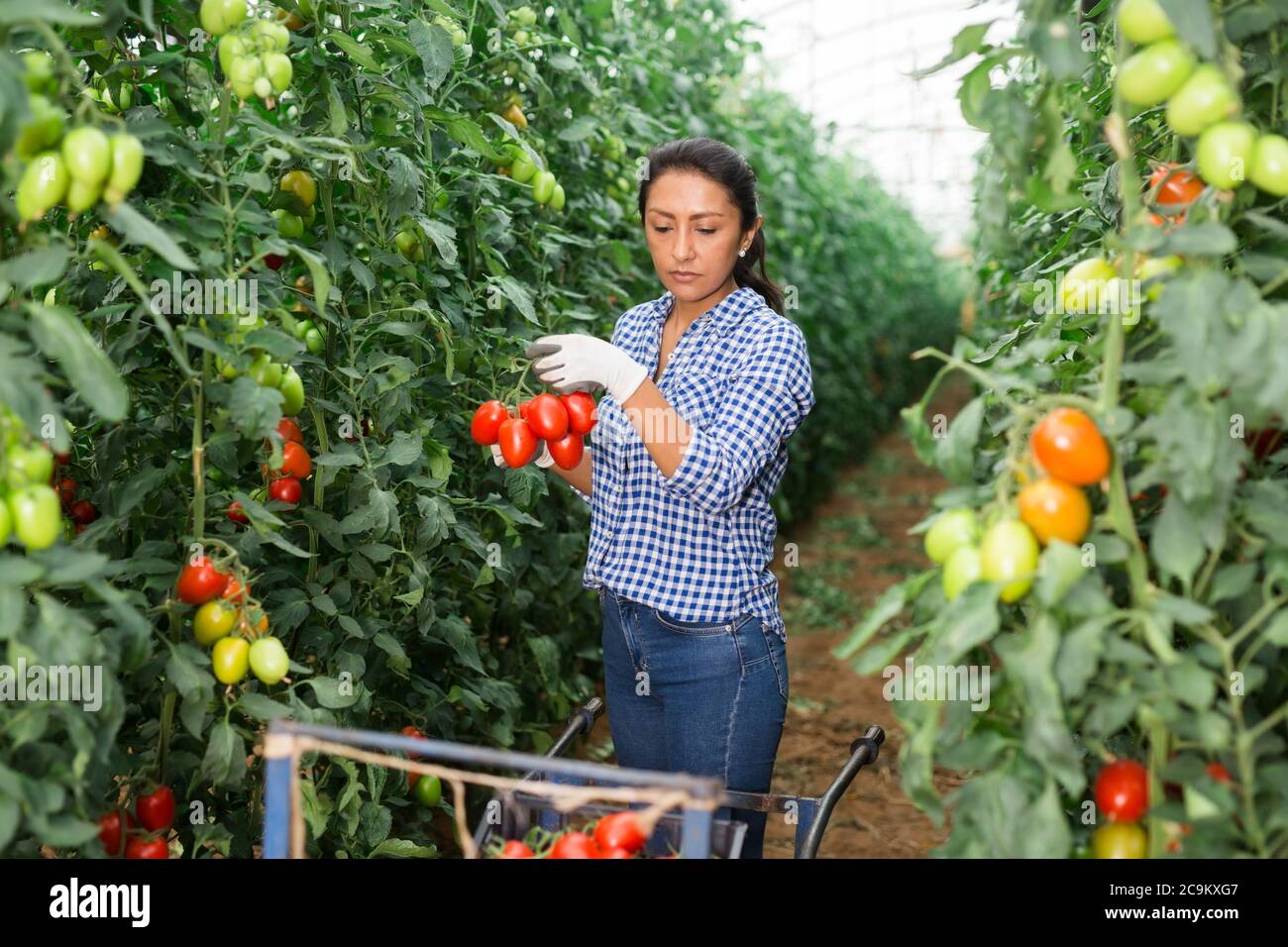 Colombian woman farmer hand harvesting crop of ripe red tomatoes in ...