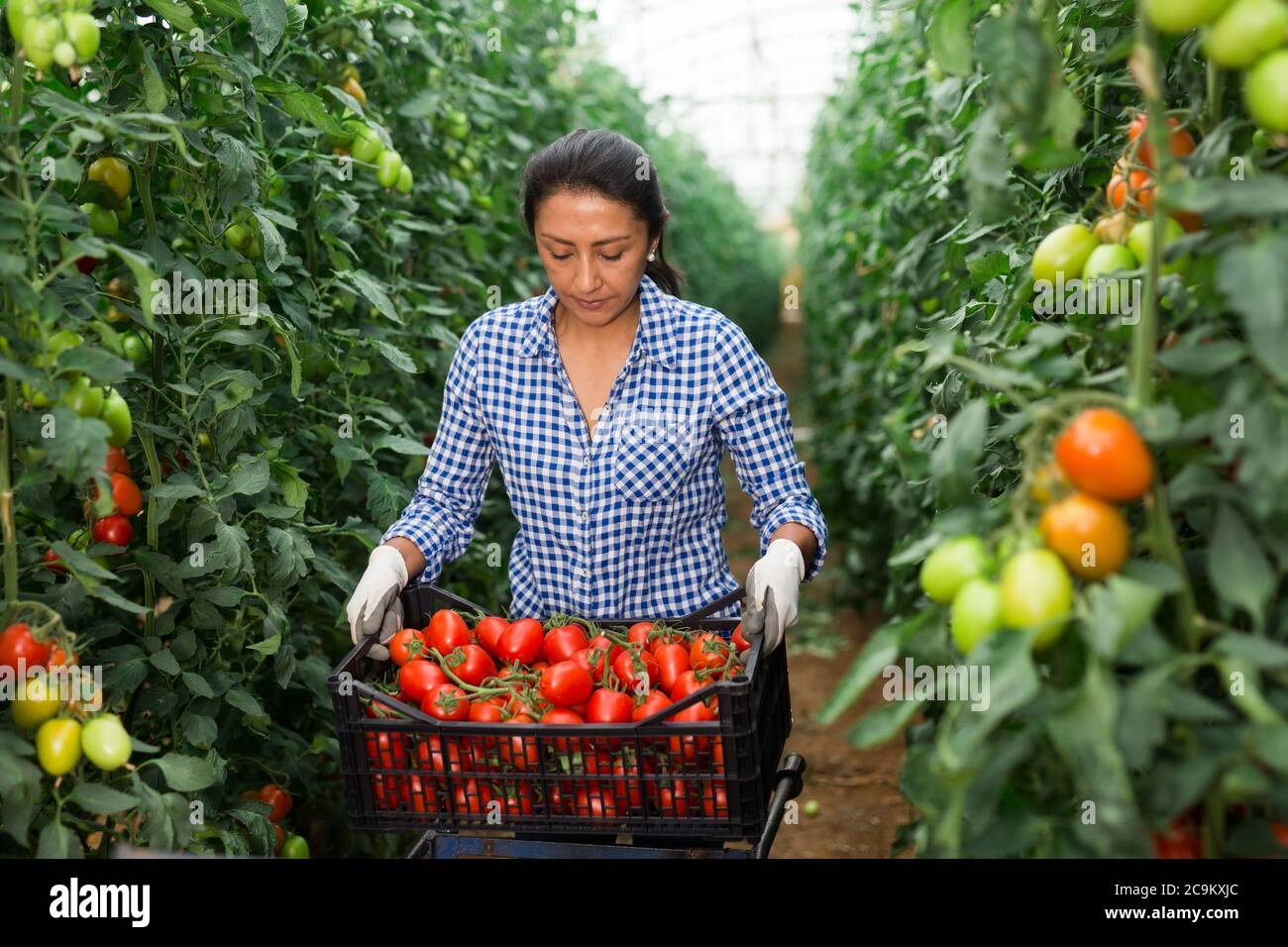 Female latino farmer puts red tomatoes in plastic box for sale in the ...