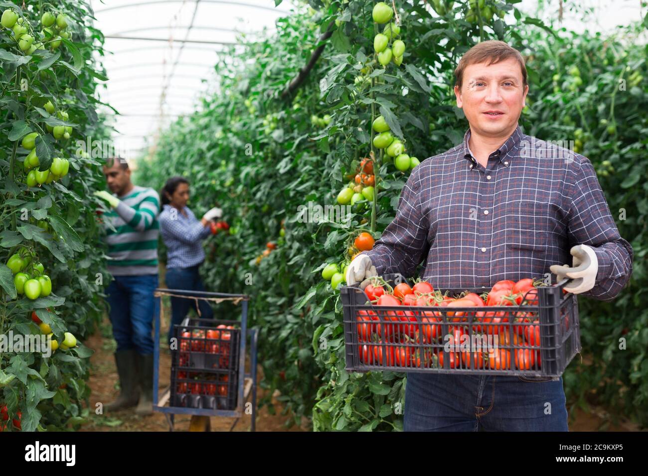 Successful farmer showing rich harvest of red tomatoes in greenhouse ...