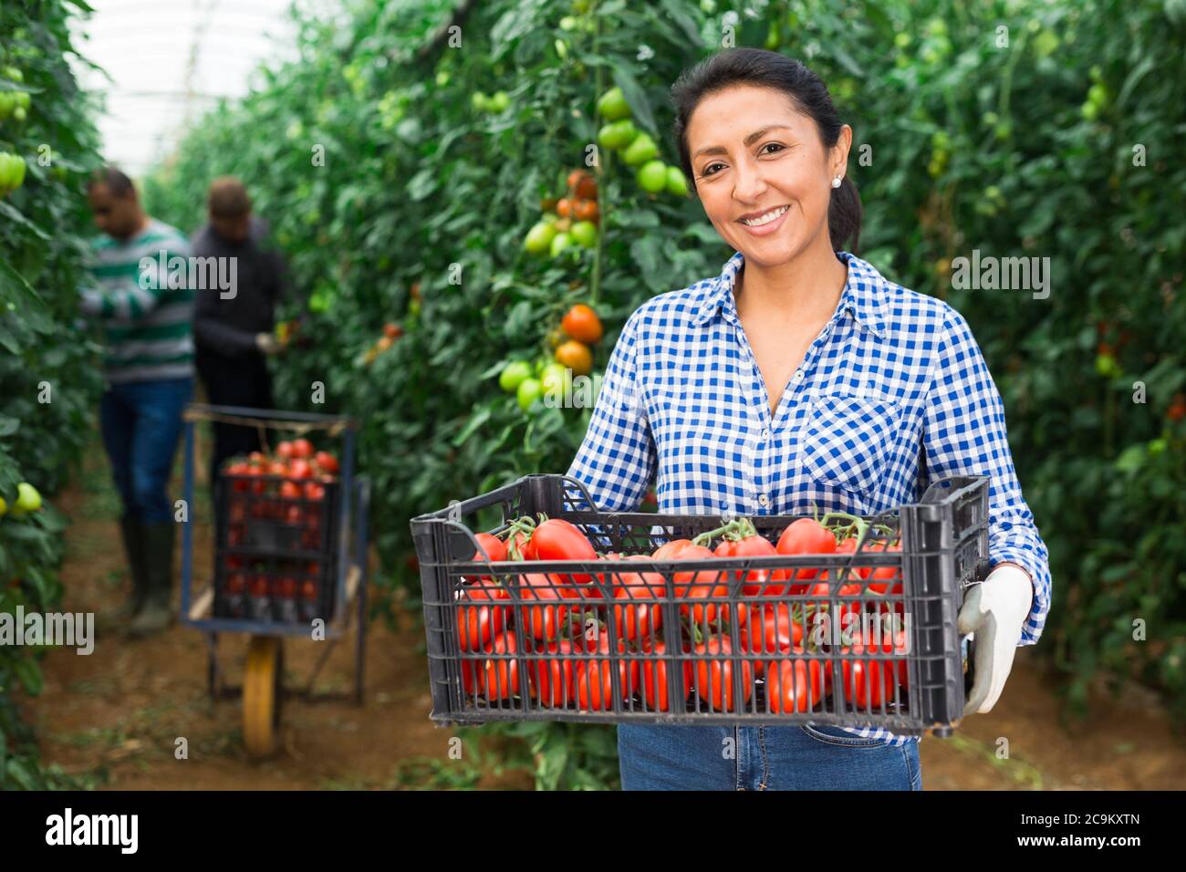 Portrait of female latino gardener carrying box full of ripe tomatoes ...