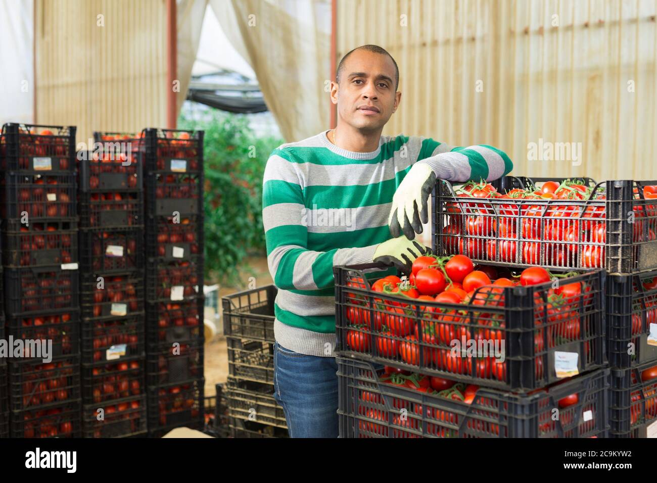 Indian farmer carries boxes with ripe tomatoes in the backyard of the ...