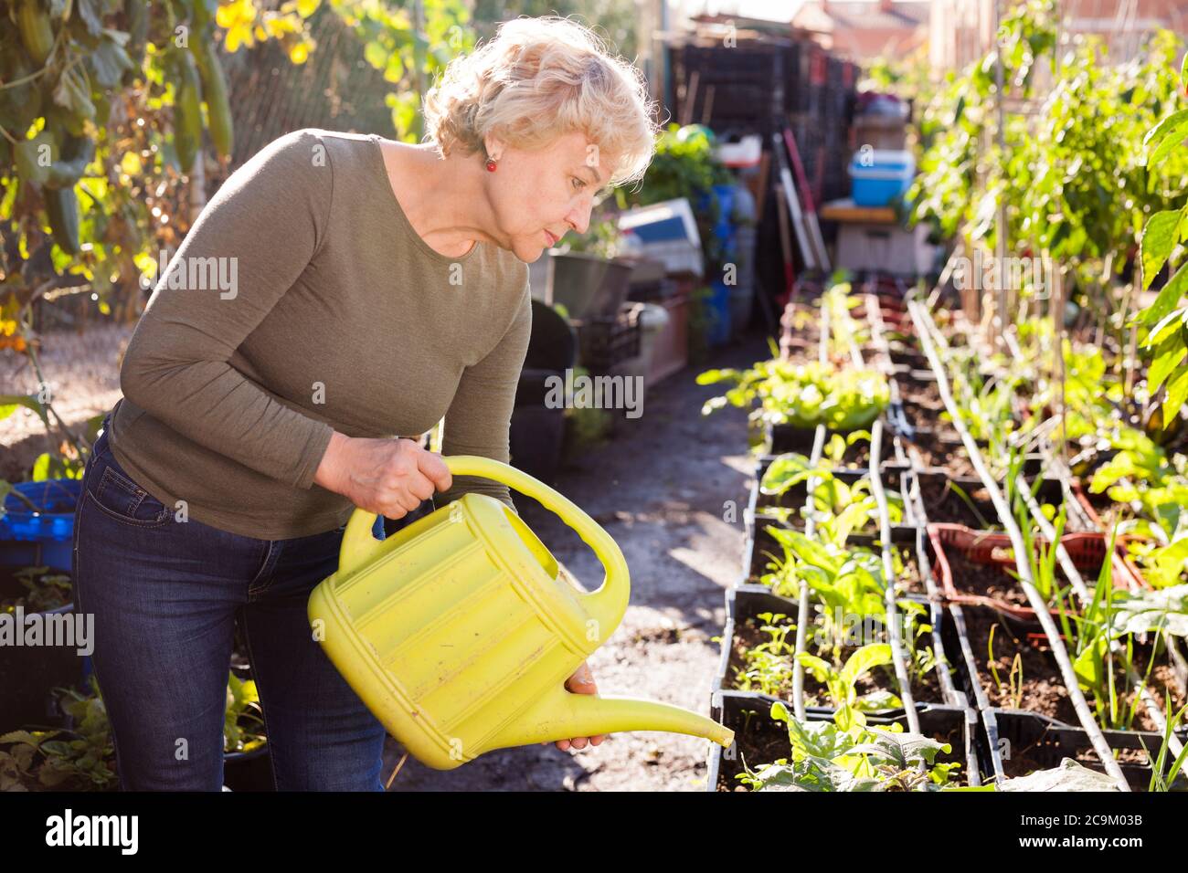 Cheerful senior woman watering plants with watering can in garden Stock ...