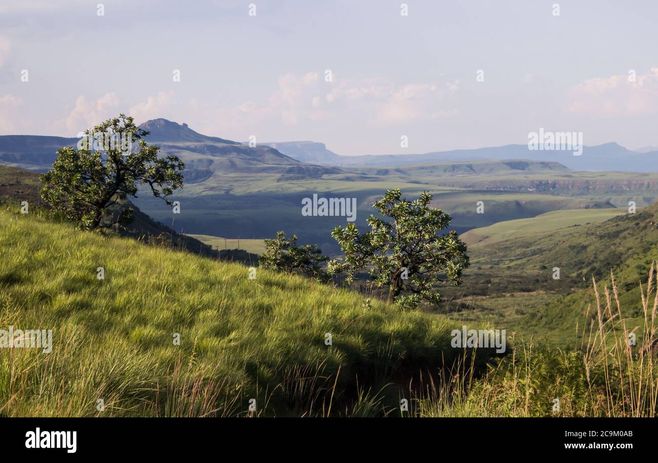 Two Common Protea bushes, Protea caffra, on the ridge of a mountain in the Royal Natal Park, in Northern point of the Drakensberg Mountain World Herit Stock Photo
