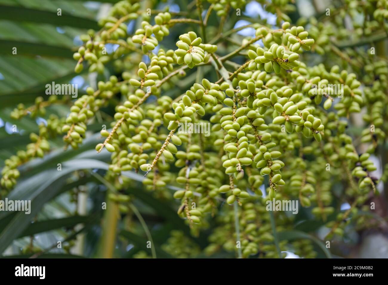 Dypsis lutescens golden cane palm hires stock photography and images