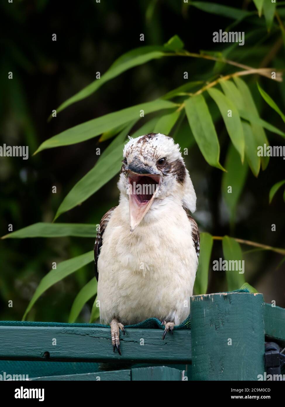 Front of an Australian Laughing Kookaburra (Dacelo novaeguineae) perched on a garden structure looking forward with wide open beak on a background of Stock Photo