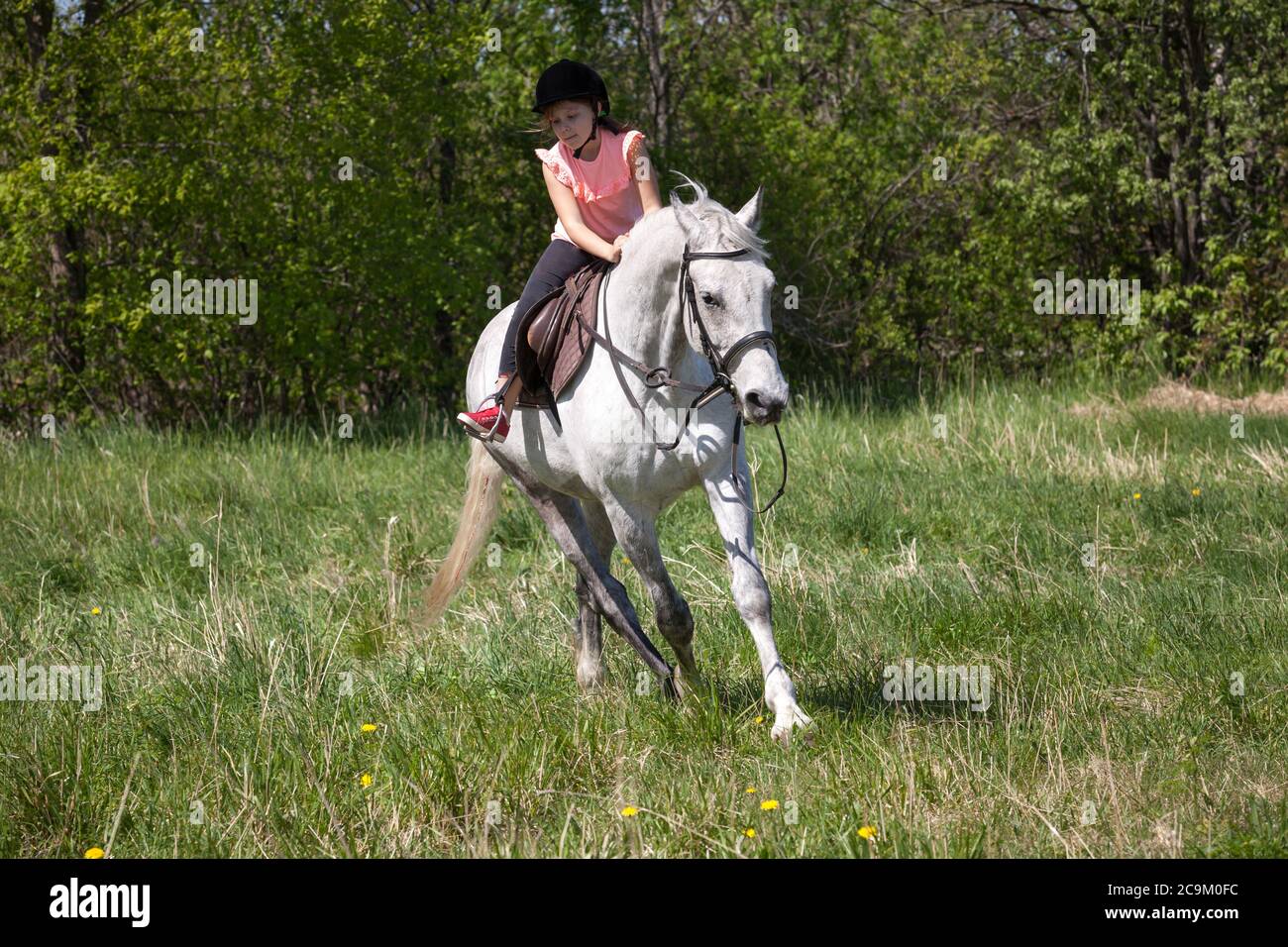 Little girl in pink rides a white horse breed Orlov trotter at sunny summer day Stock Photo