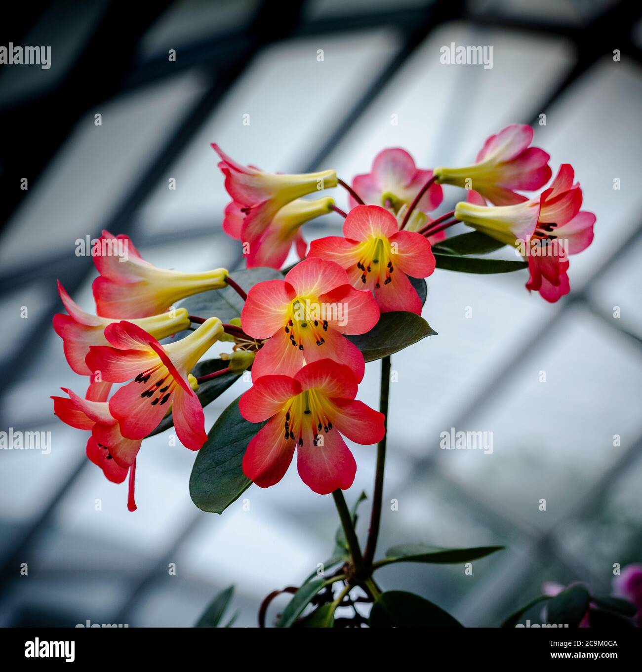 Close up with bunch of flowers in color and blossom Stock Photo