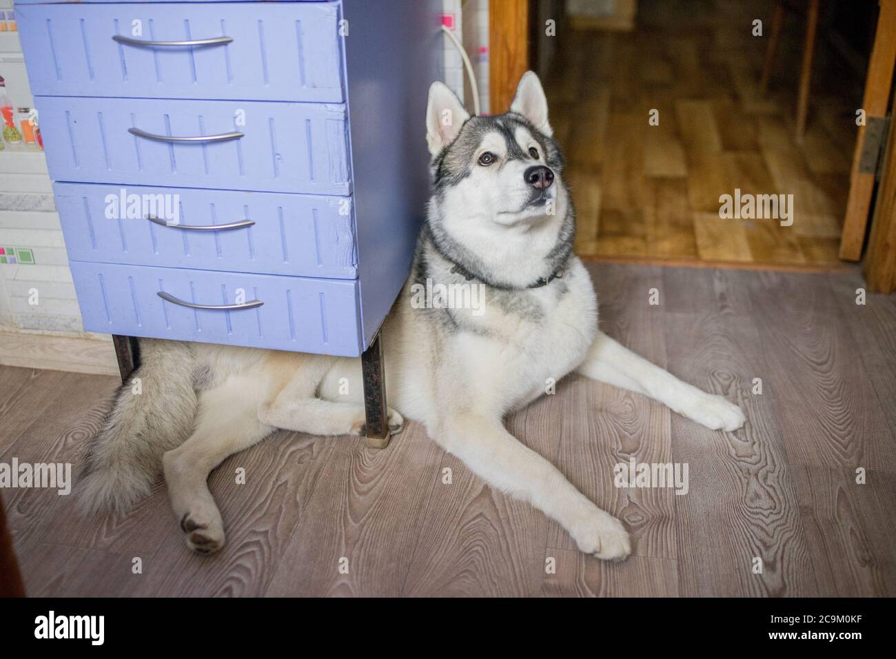 husky in apartment