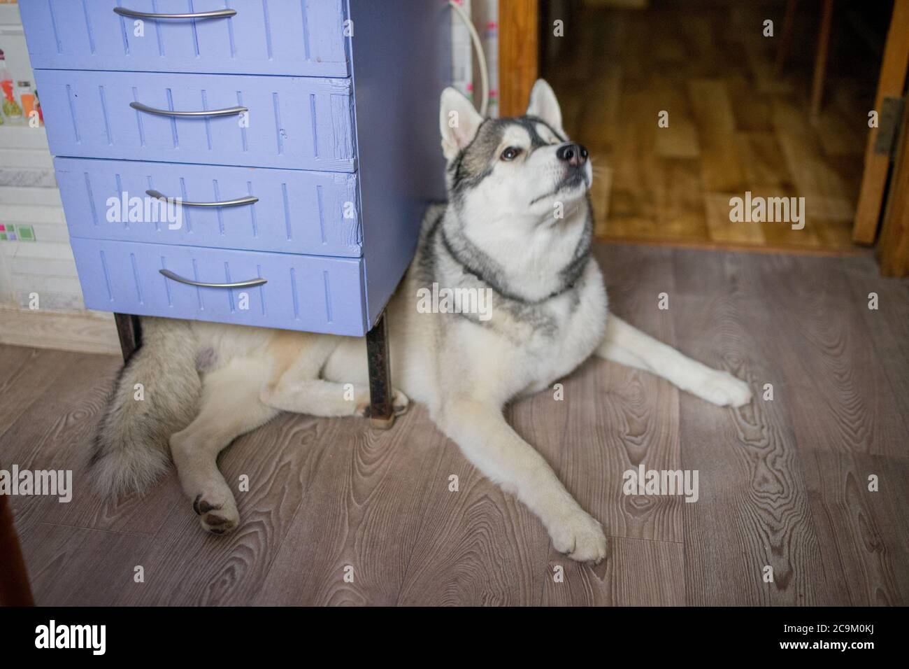 a husky dog in the kitchen in the apartment Stock Photo Alamy