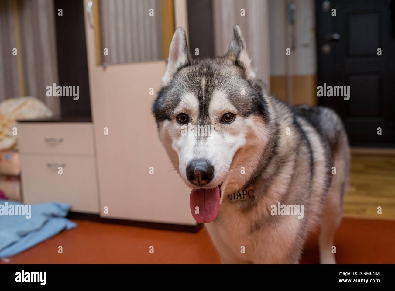 husky in apartment