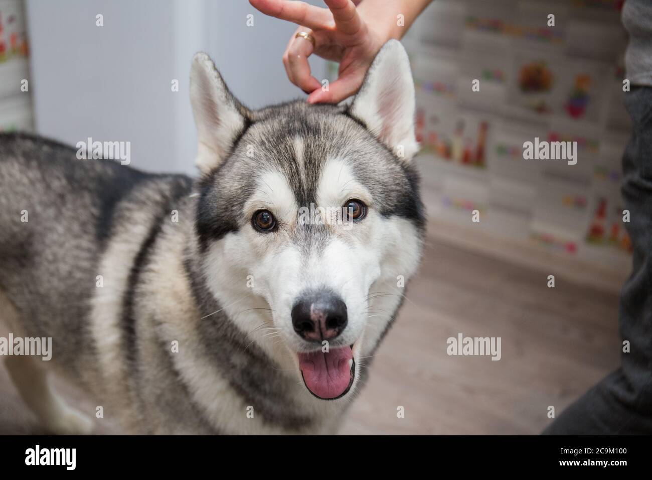 a husky dog in the kitchen in the apartment Stock Photo Alamy