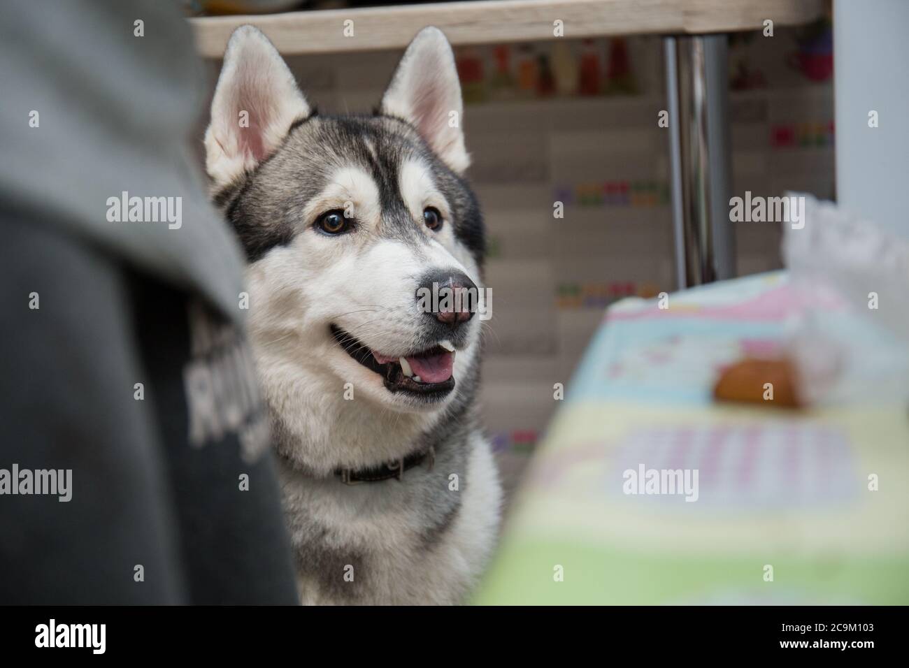 Are Huskies Ok In Apartments