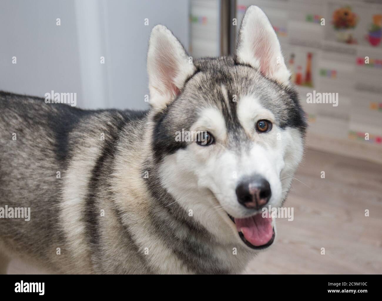 a husky dog in the kitchen in the apartment Stock Photo Alamy