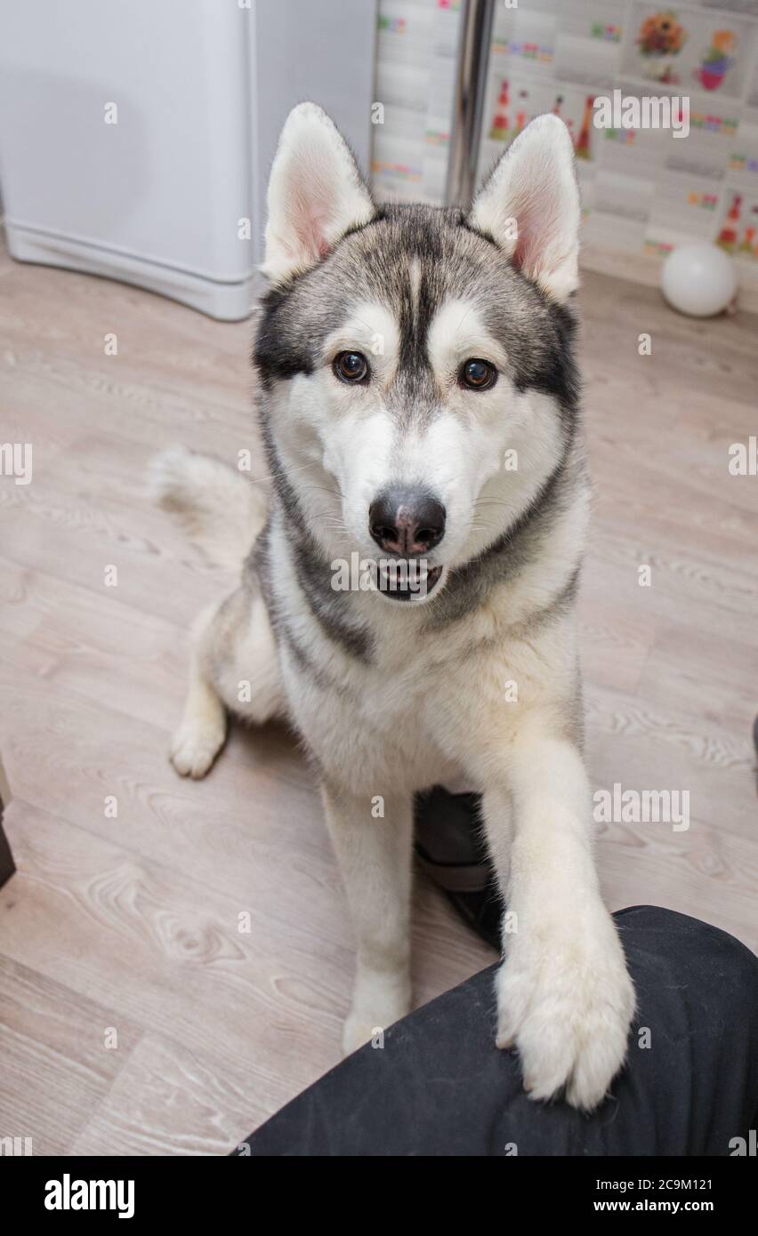 a husky dog in the kitchen in the apartment Stock Photo Alamy