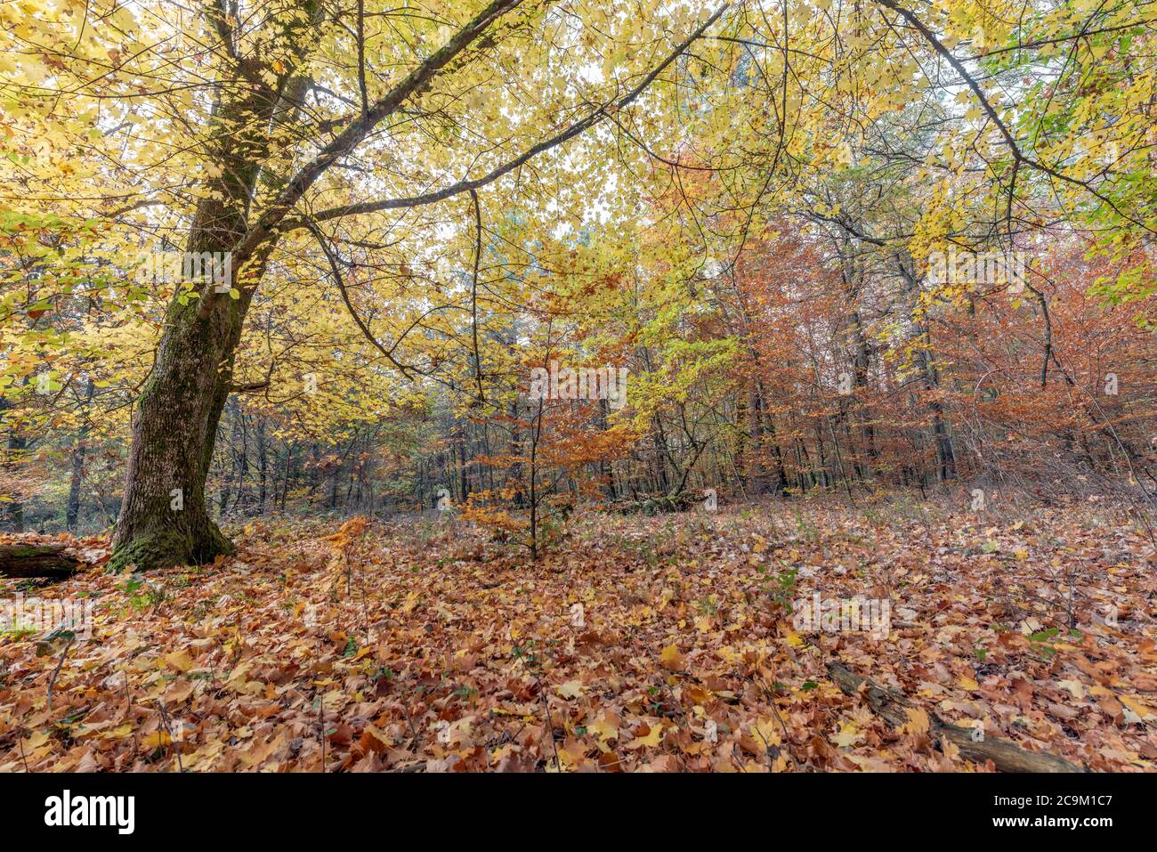 Gold Autumn with sunlight / Trees in the forest in Europe Stock Photo ...