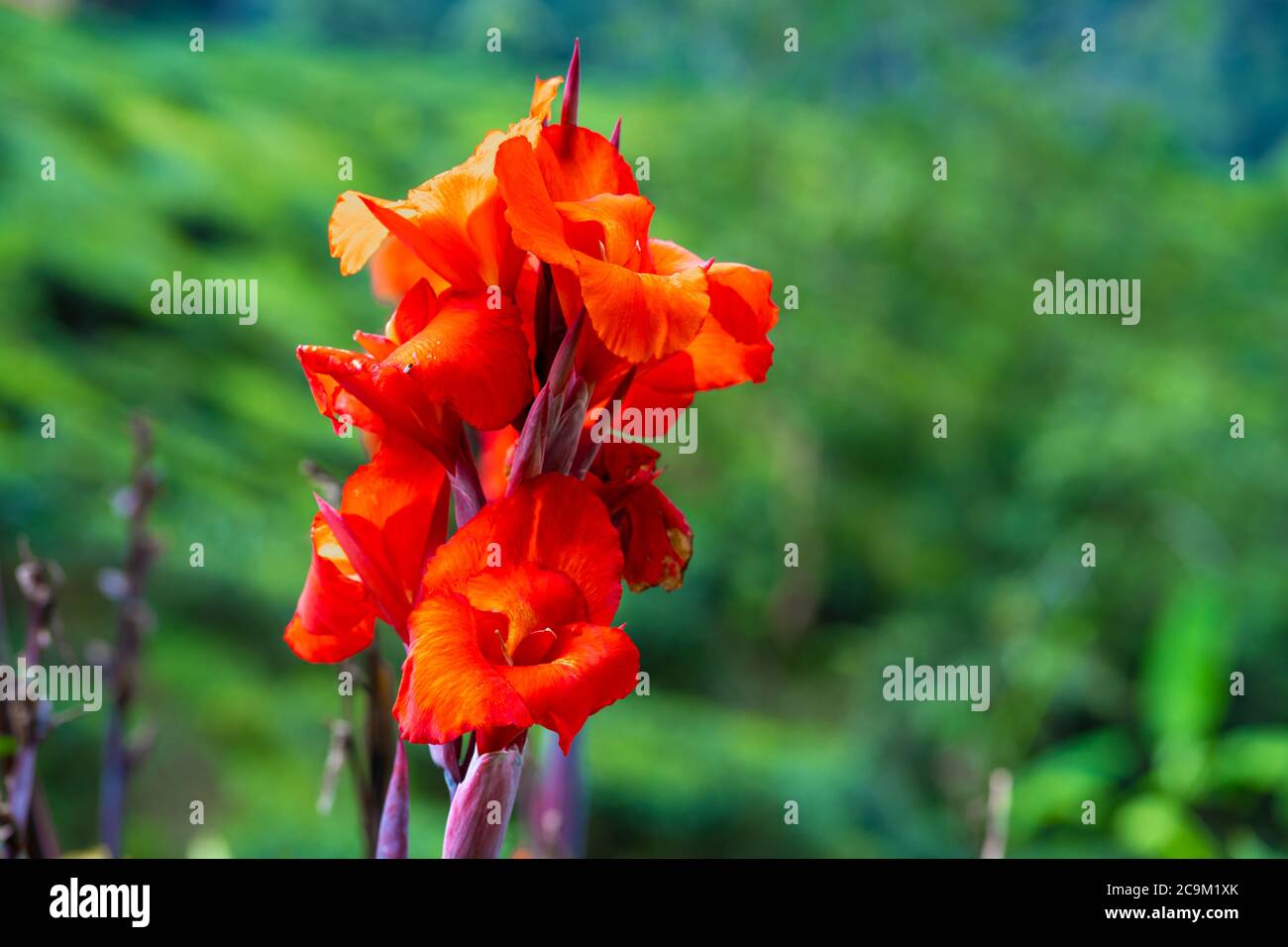 Blooming canna indica flower. Beautiful photograph of a red Canna flower. Scientific Name: Canna Assaut. Stock Photo