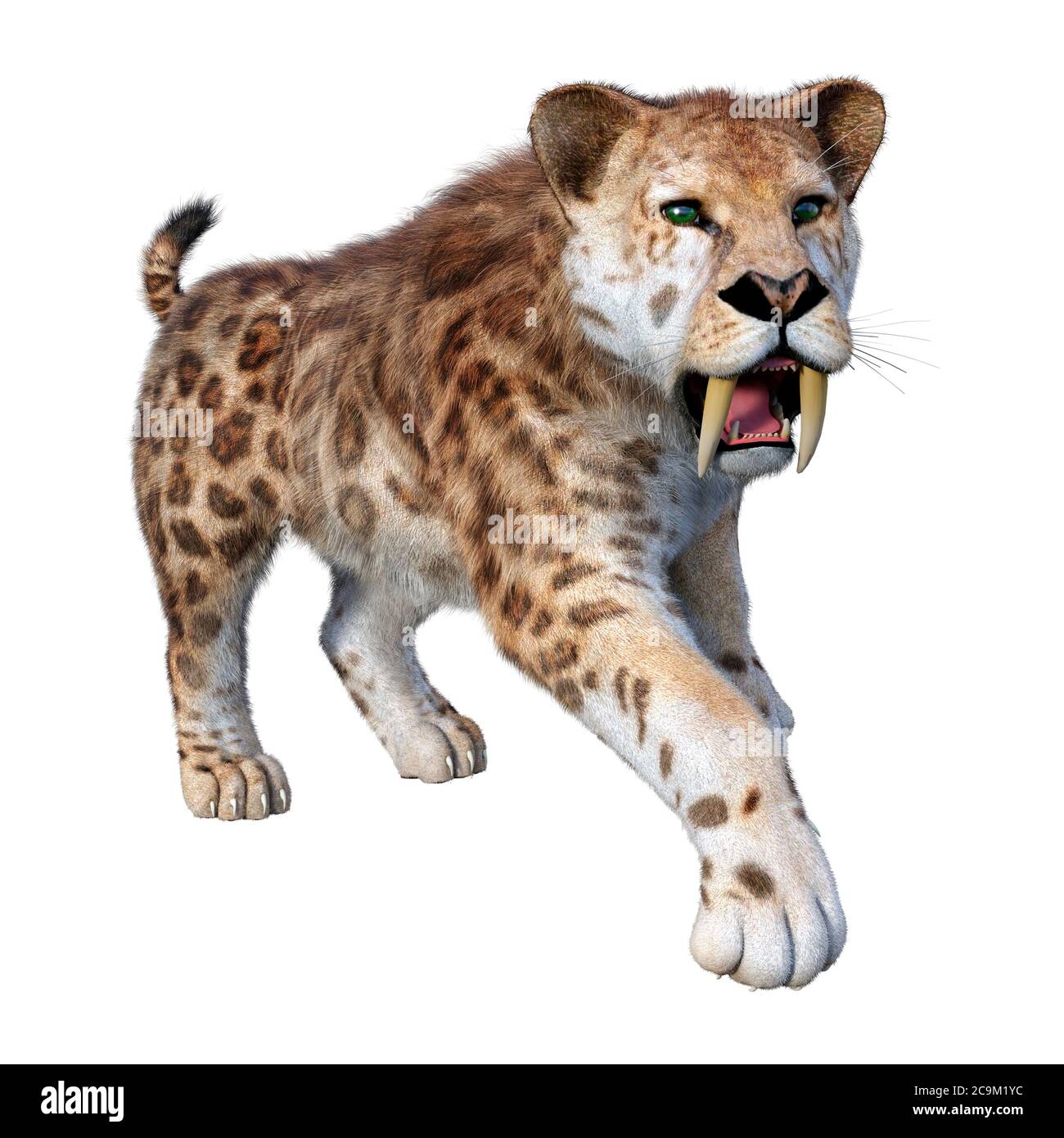 3D rendering of a sabertooth tiger isolated on white background Stock ...