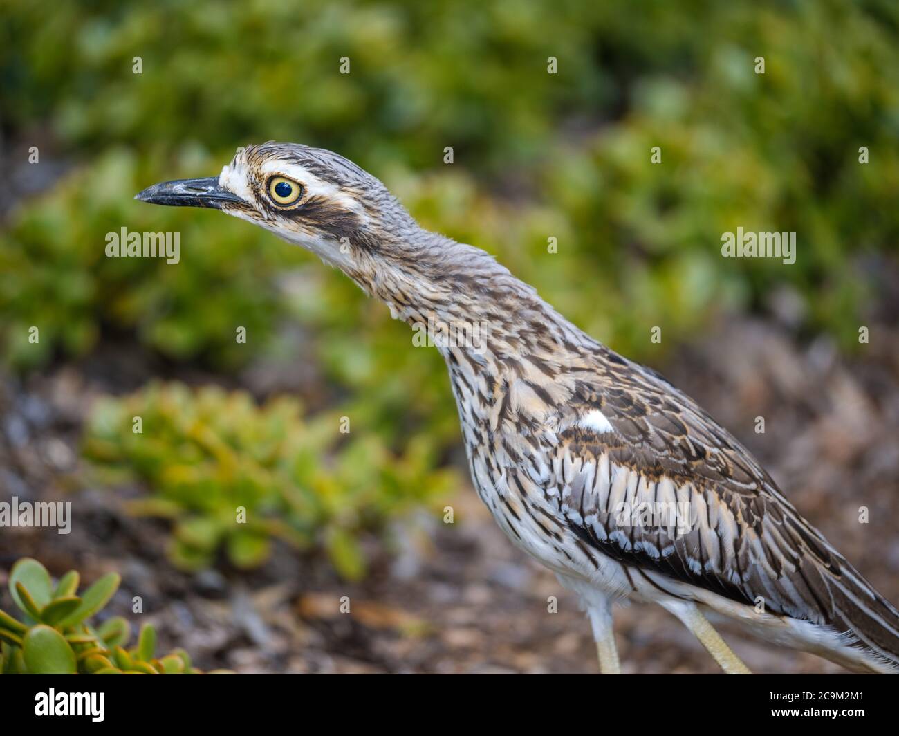 A sideview of Australian Bush Stone-Curlew bird as it extends its neck forward in a garden setting. Stock Photo