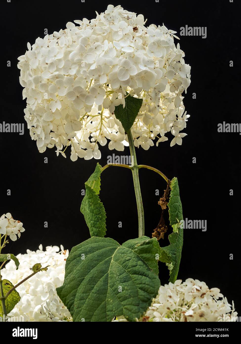 White Hydrangea Arborescens Annabelle flower on black background Stock Photo
