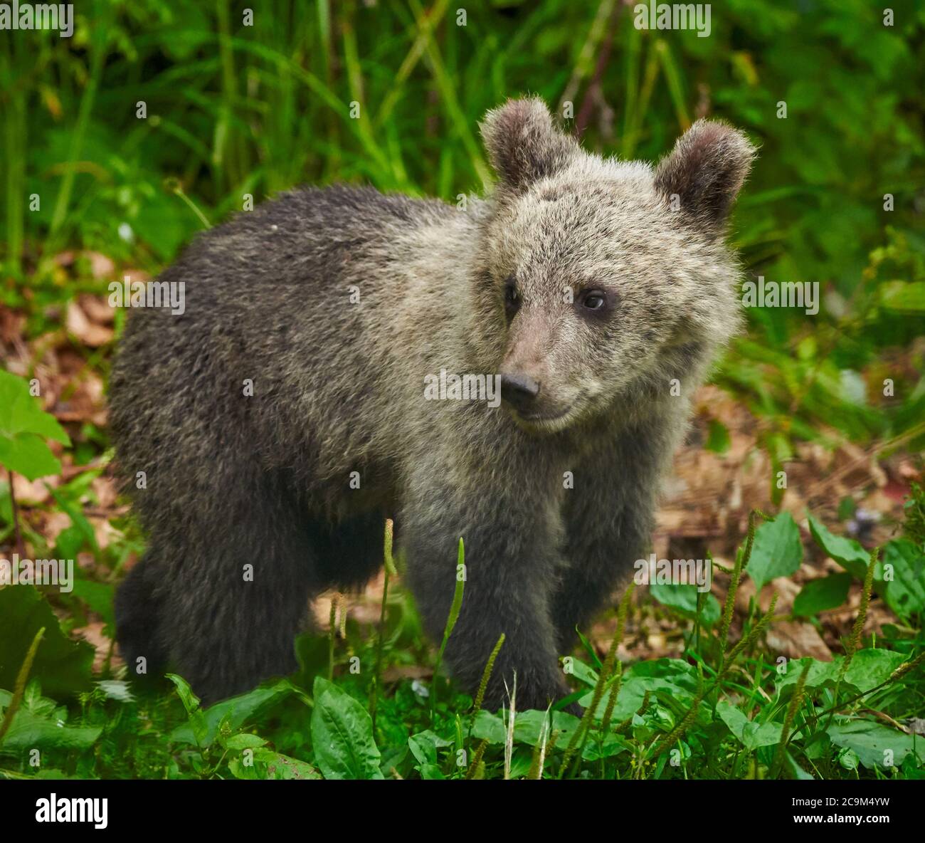 Little cute brown bear cub in the forest Stock Photo - Alamy