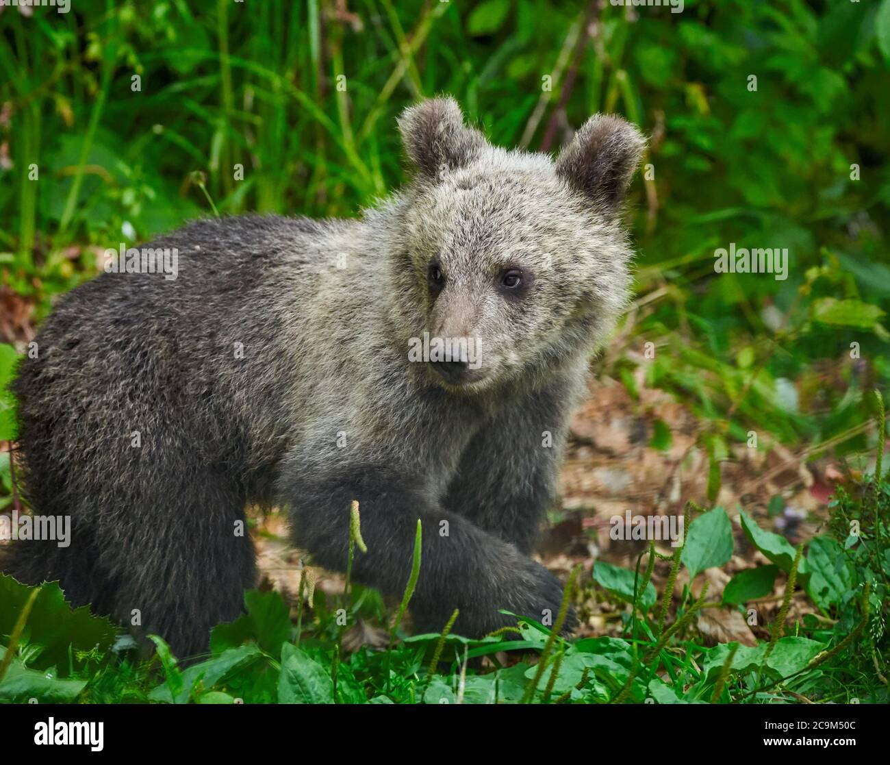 Little cute brown bear cub in the forest Stock Photo - Alamy