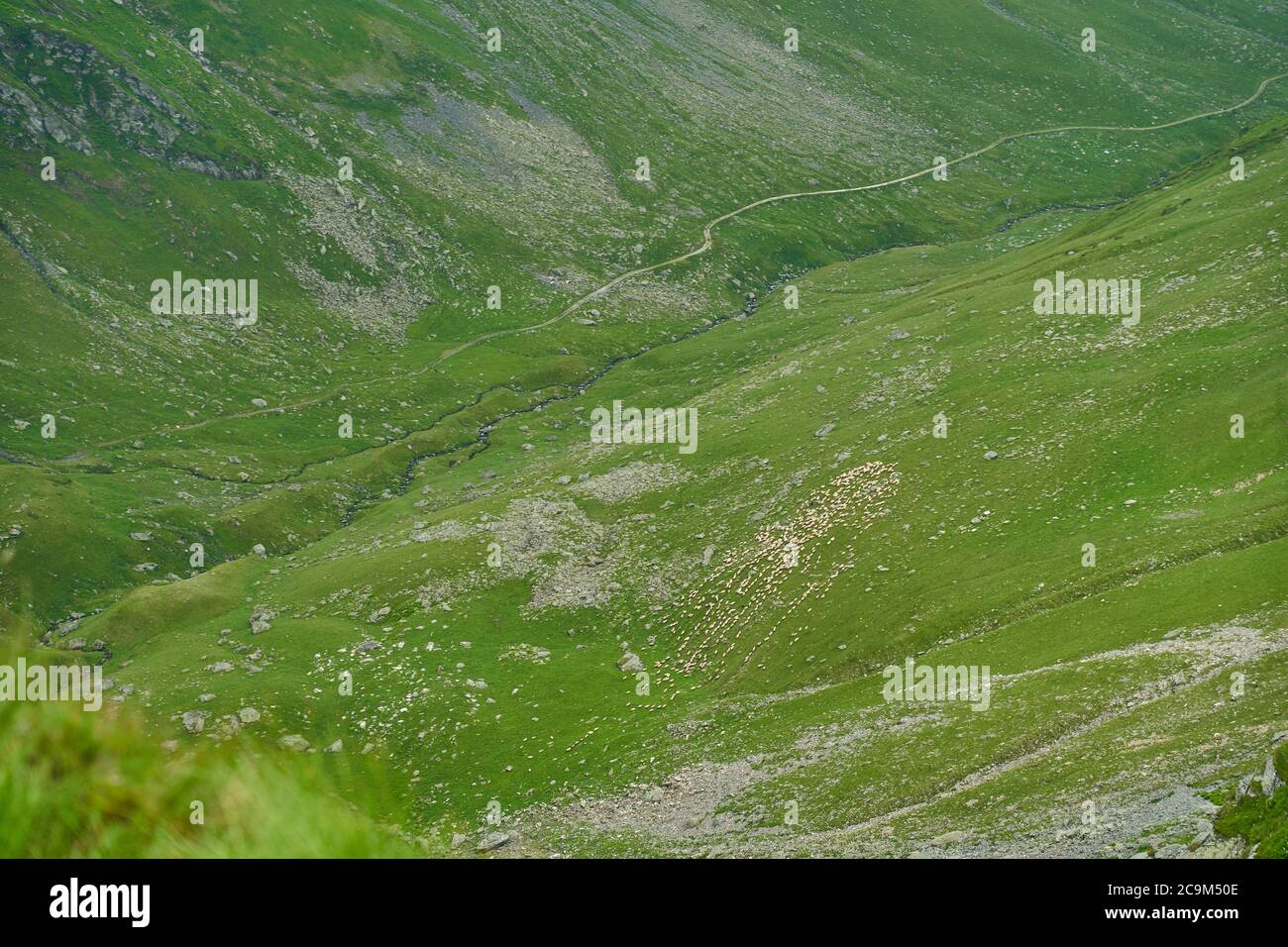 Landscape with a flock of sheep on the mountain Stock Photo - Alamy