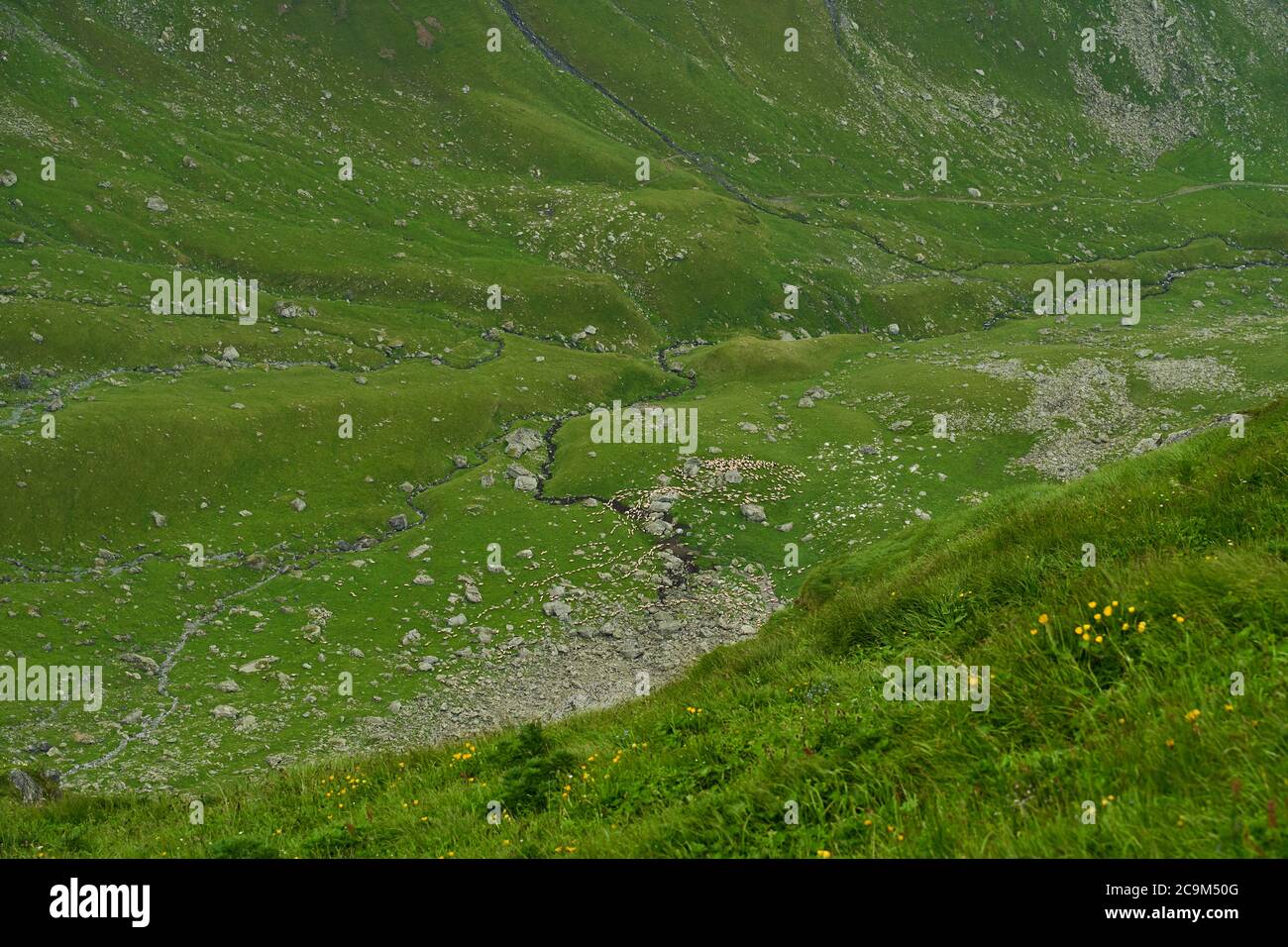 Landscape with a flock of sheep on the mountain Stock Photo - Alamy