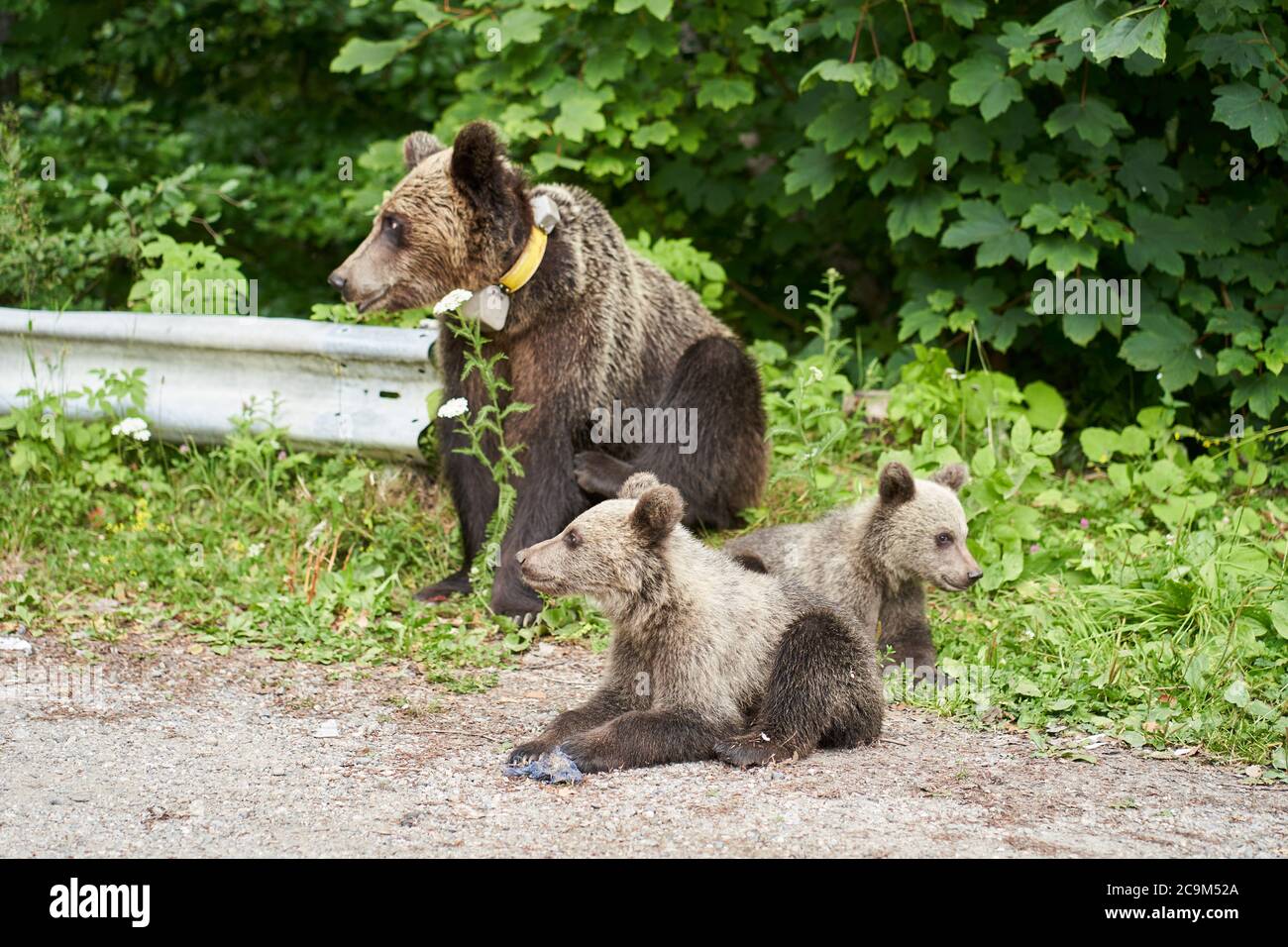 Female brown bear and her cubs by the roadside Stock Photo - Alamy