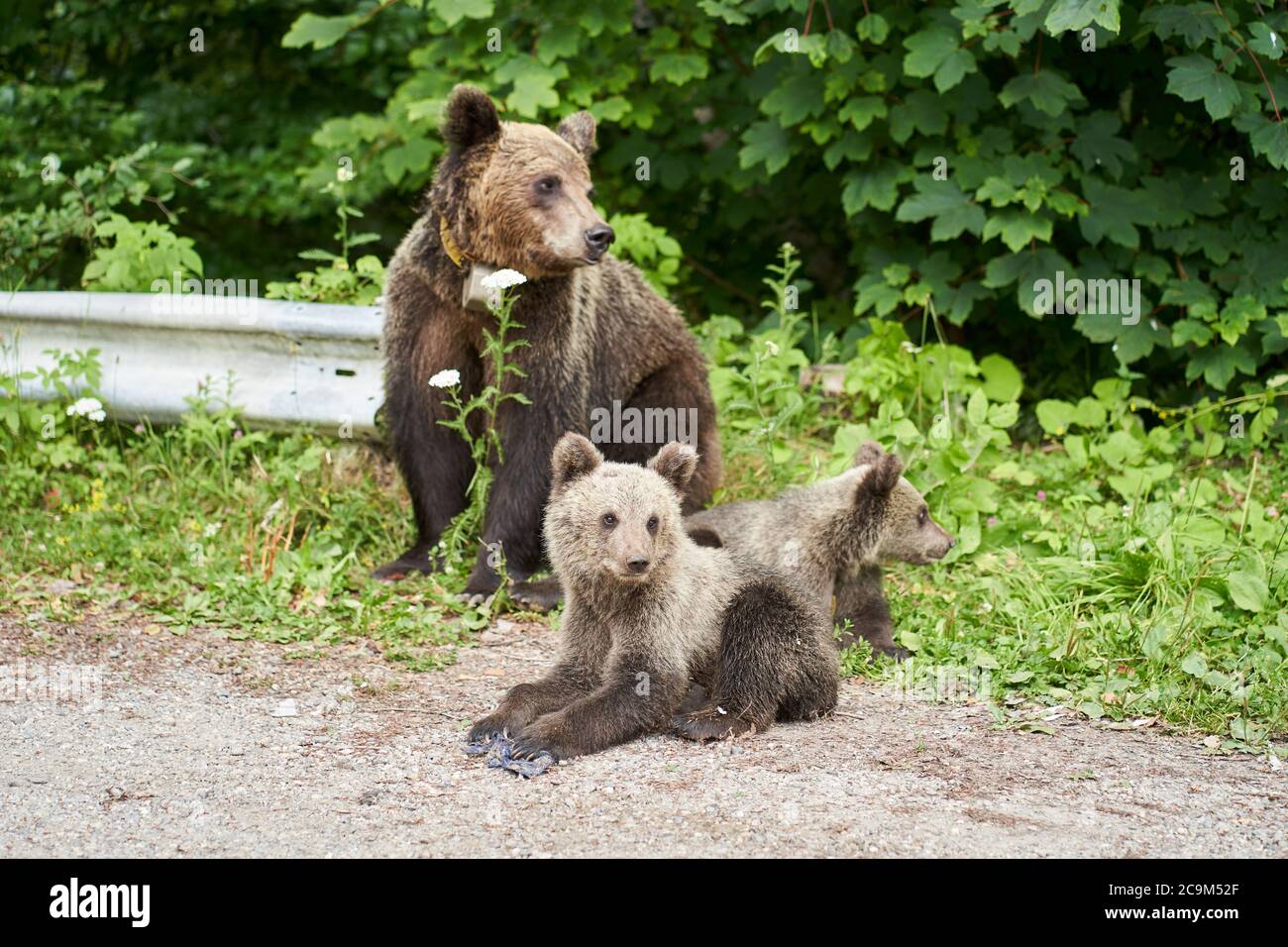 Female brown bear and her cubs by the roadside Stock Photo - Alamy