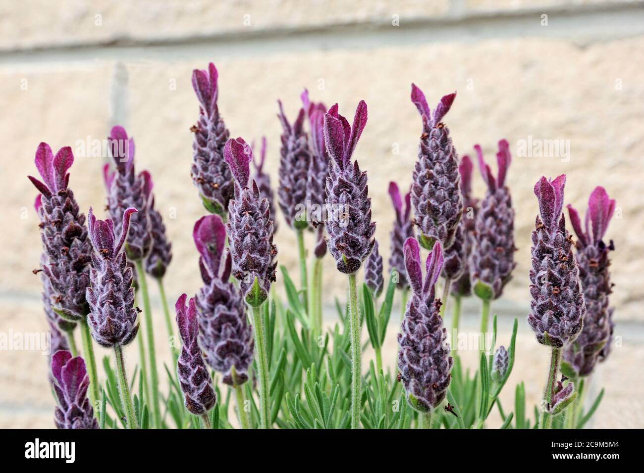 Lavender 'Lavandula stoechas Anouk' Stock Photo