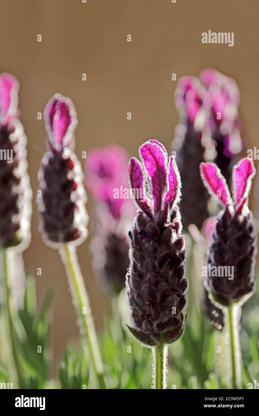 Lavender 'Lavandula stoechas Anouk' Stock Photo