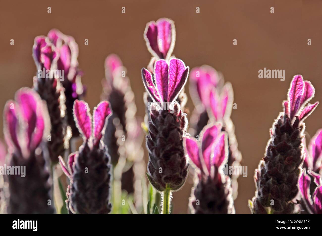 Lavender 'Lavandula stoechas Anouk' Stock Photo