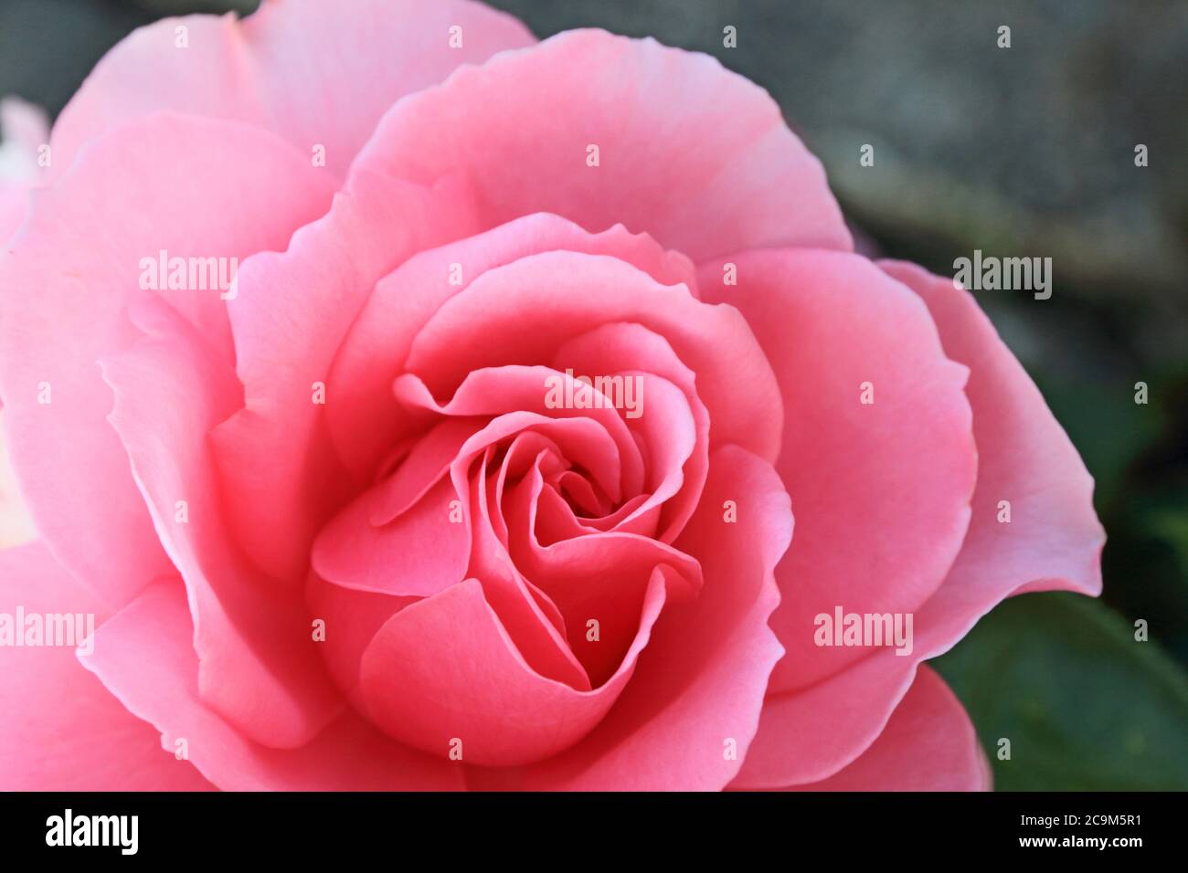 Floribunda Rose "You're Beautiful Stock Photo Alamy