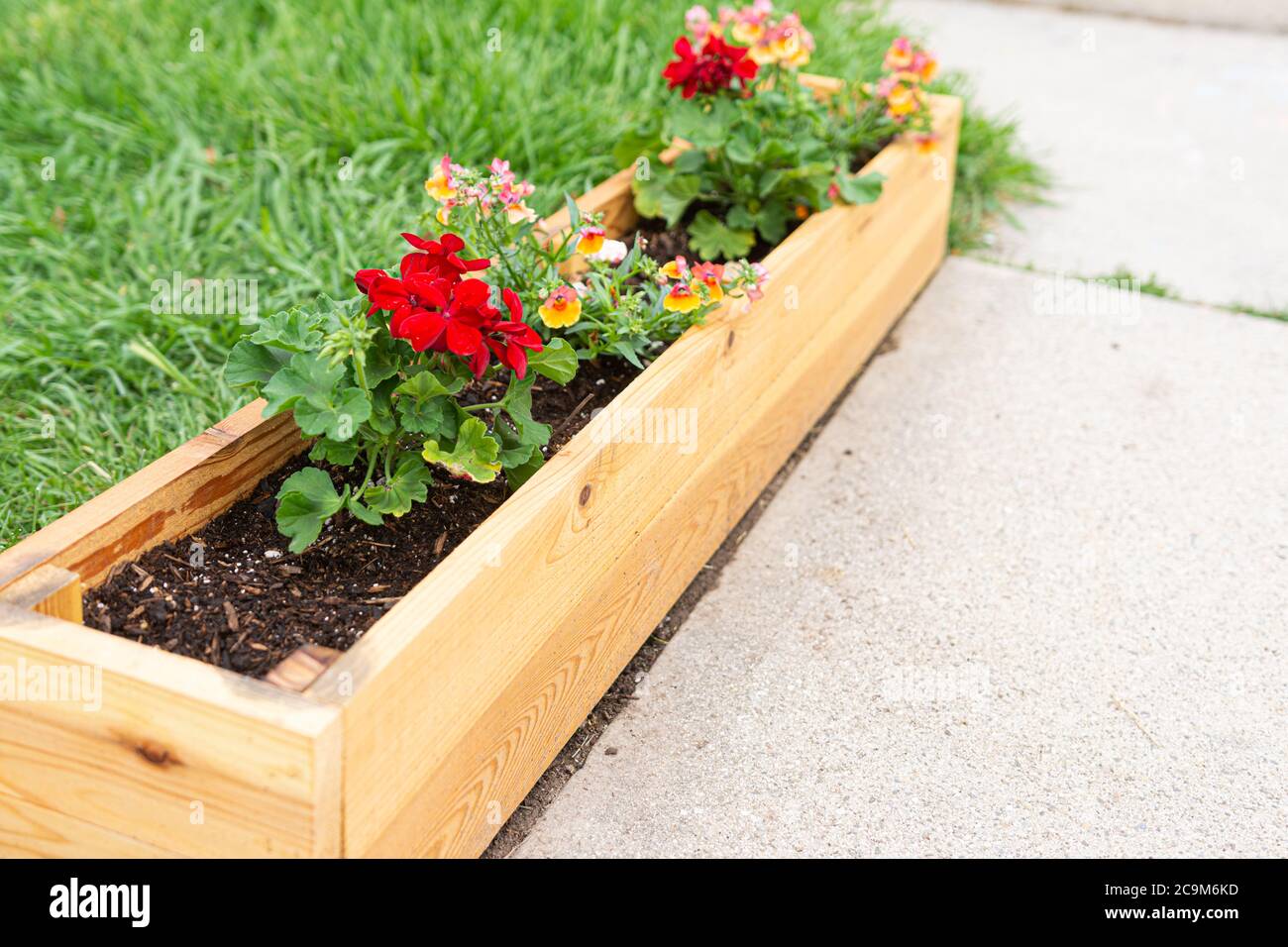Spring annuals or perennials in raised cedar wooden garden beds Stock Photo Alamy