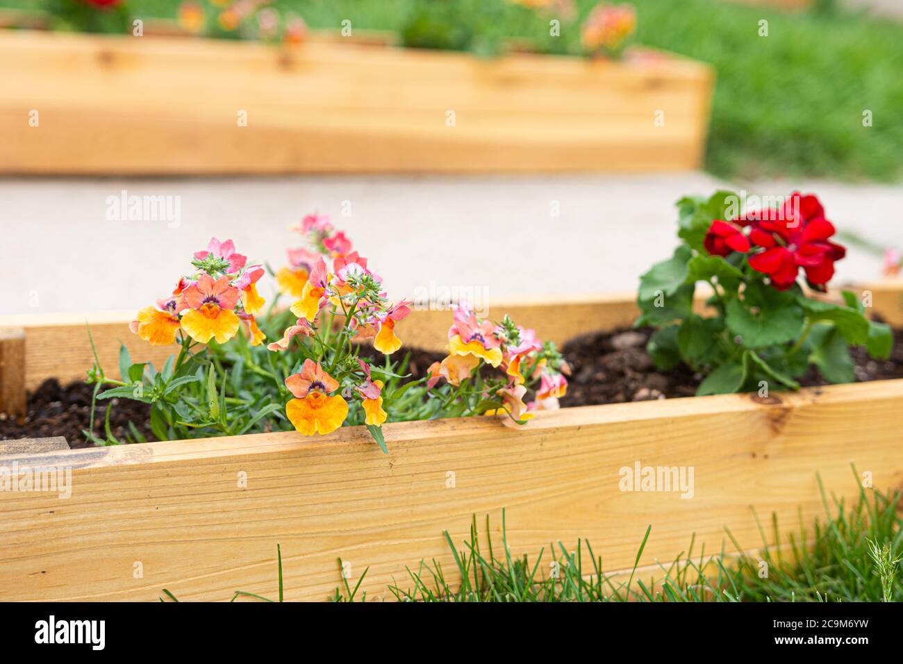 Spring annuals or perennials in raised cedar wooden garden beds Stock