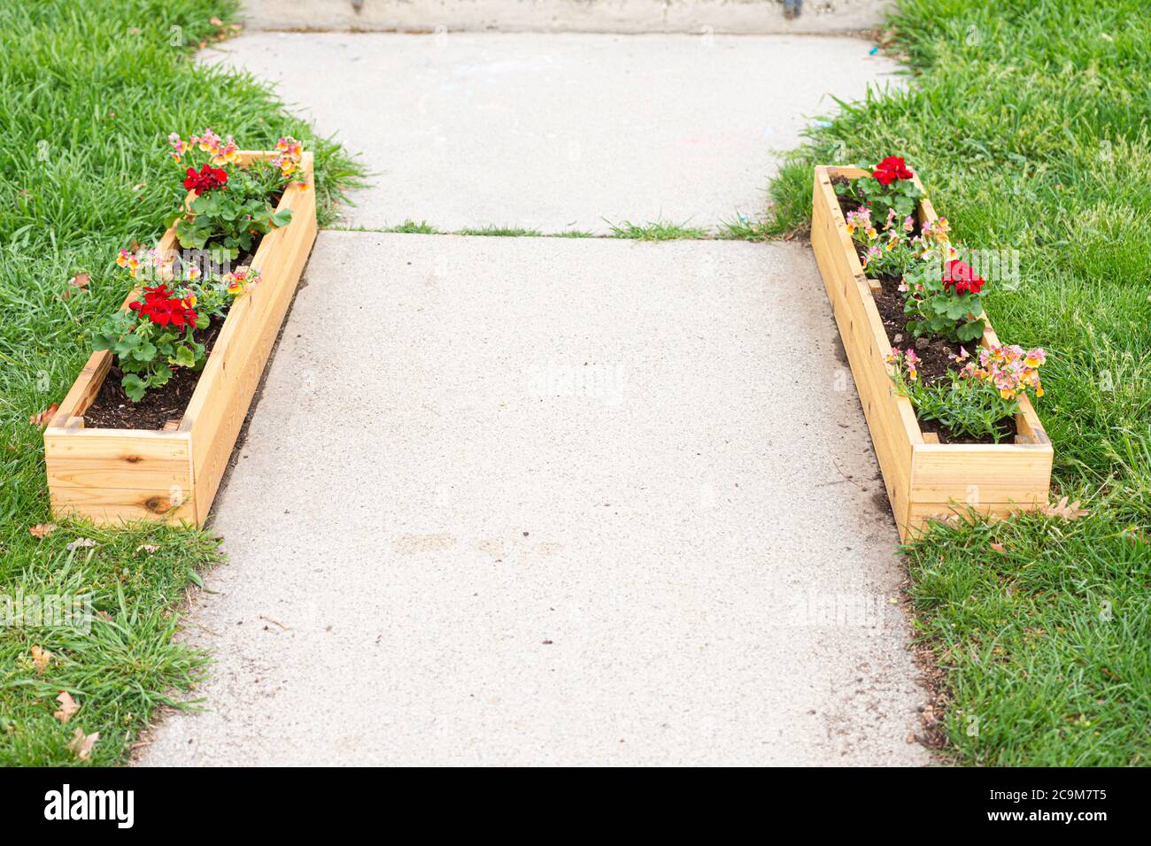 Spring annuals or perennials in raised cedar wooden garden beds Stock