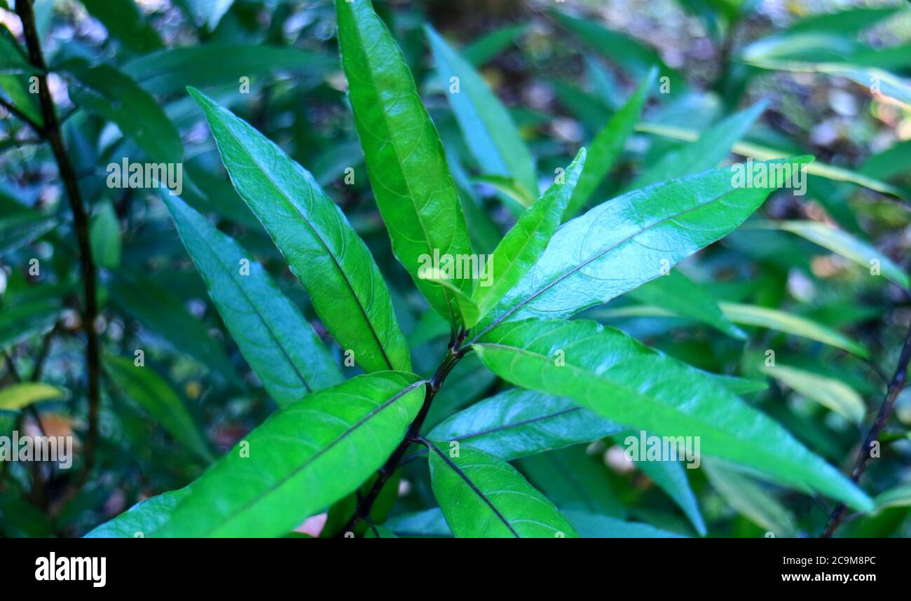 Justicia gendarussa leaves on plant in the garden. Stock Photo