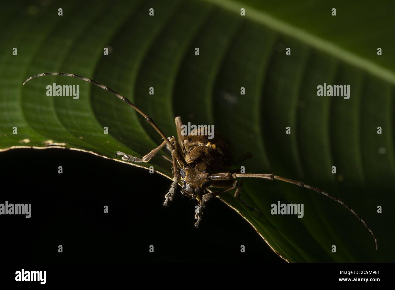 Longhorn beetle, Drycothaea turrialbae, Cerambycidae, Monteverde Cloud