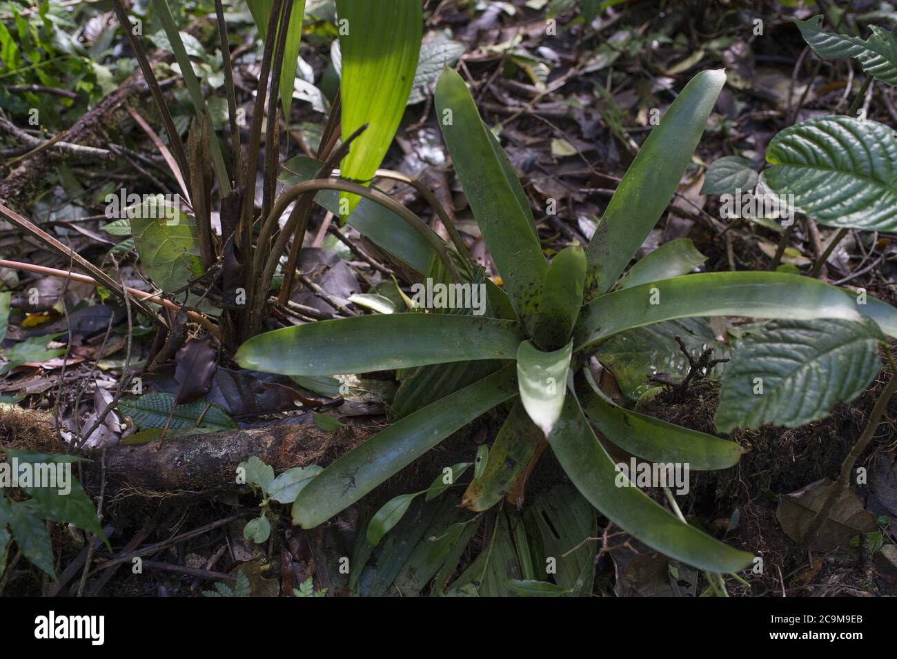 Epiphit bromeliad, Tyllanceae, Monteverde Cloud Forest Reserve, Costa Rica Stock Photo