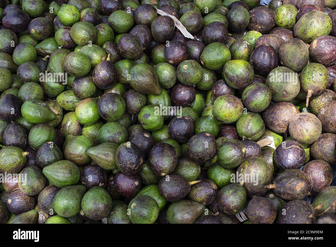 Avogads fruit,  Persea americana, Lauraceae, Mto Wa Mbu, Tanzania, Africa Stock Photo