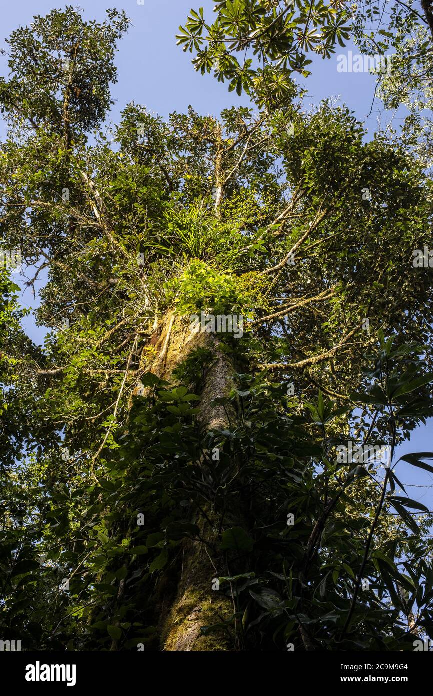 Epiphites plants in Monteverde Cloud Forest Reserve, Costa Rica, Centroamerica Stock Photo