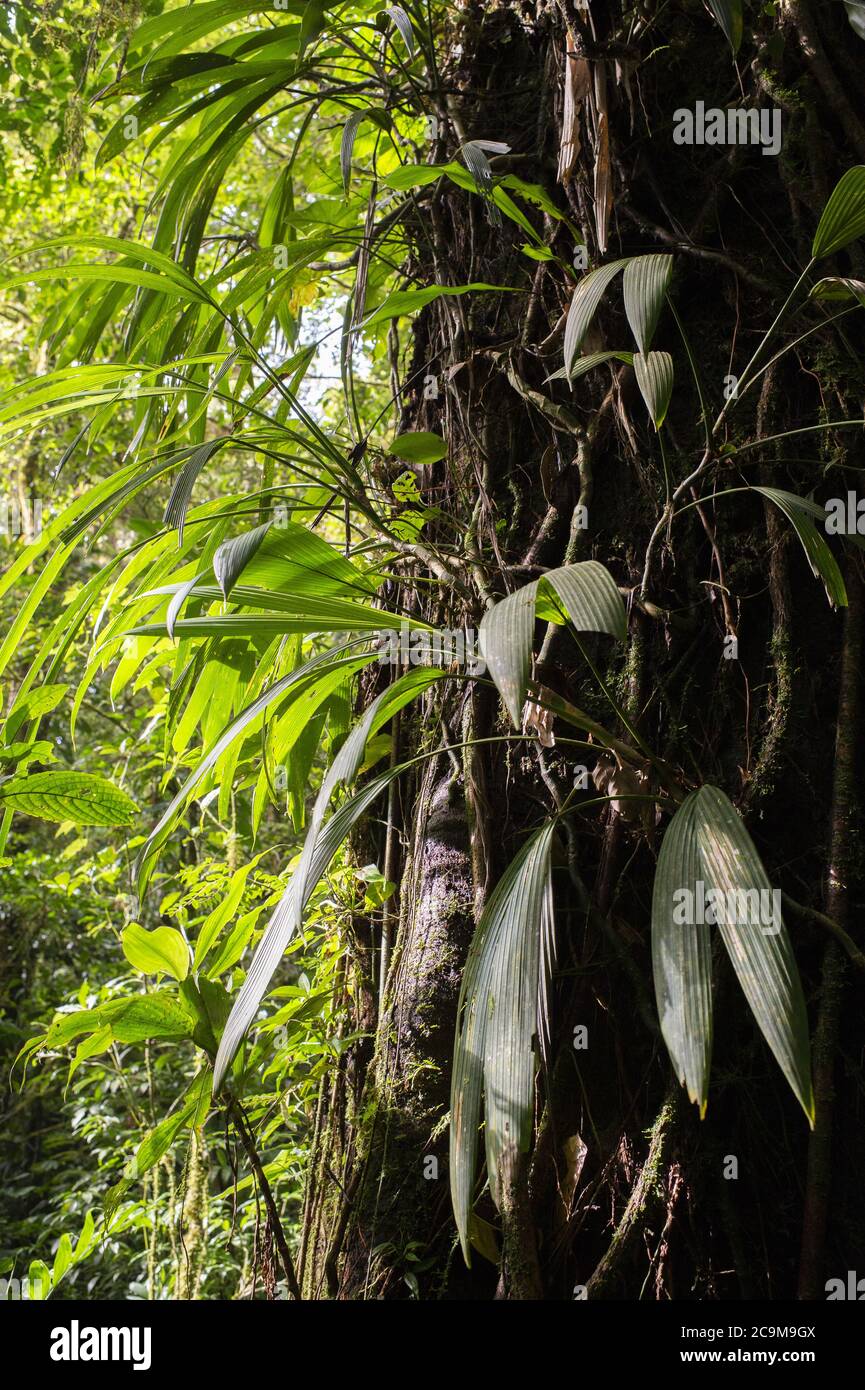 Epiphite plant, Asplundia sp, Cyclanthaceae, Monteverde Cloud Forest Reserve, Costa Rica, Centroamerica Stock Photo